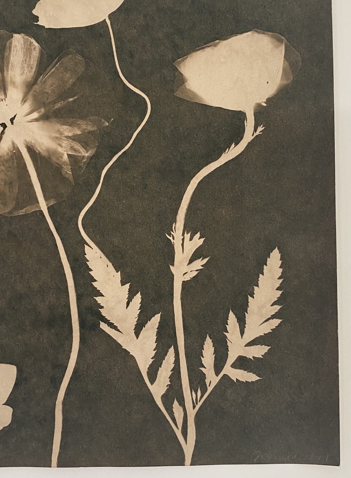 Julia Whitney Barnes, Cyanotype Painting (Tea Toned), 2021