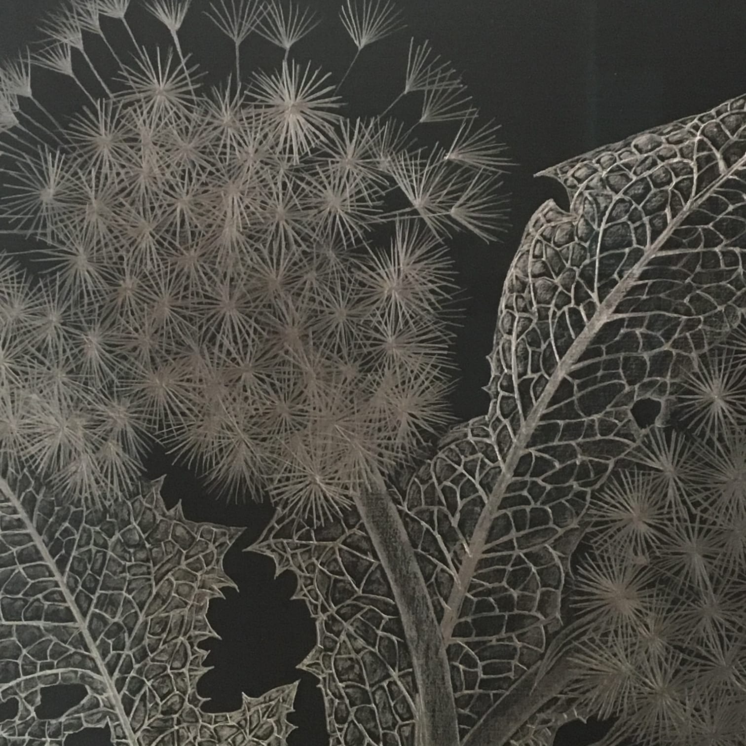 Margot Glass, Two Dandelions 2, 2019