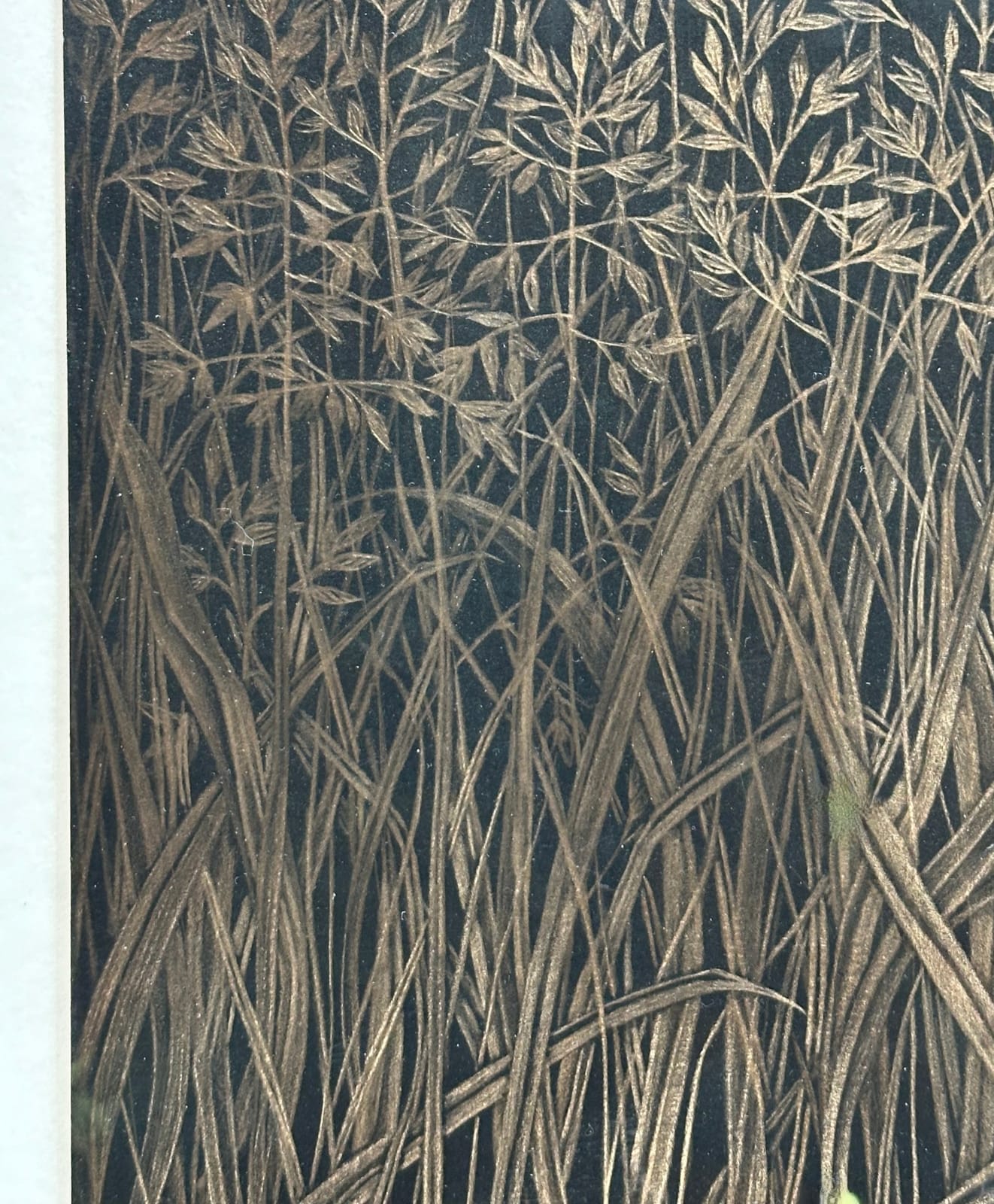 Margot Glass, Field Grasses, 2024