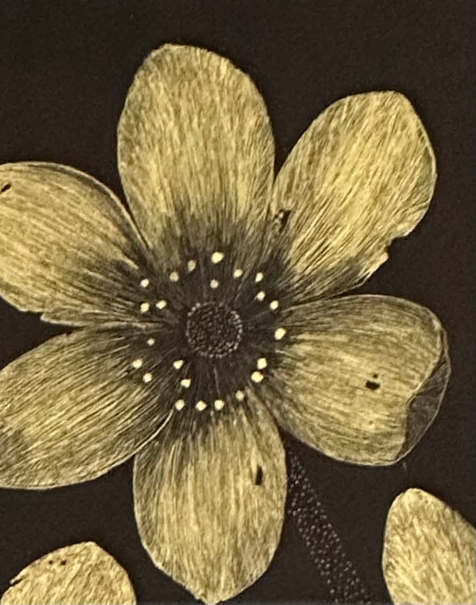 Margot Glass, Wild Anemone, 2024