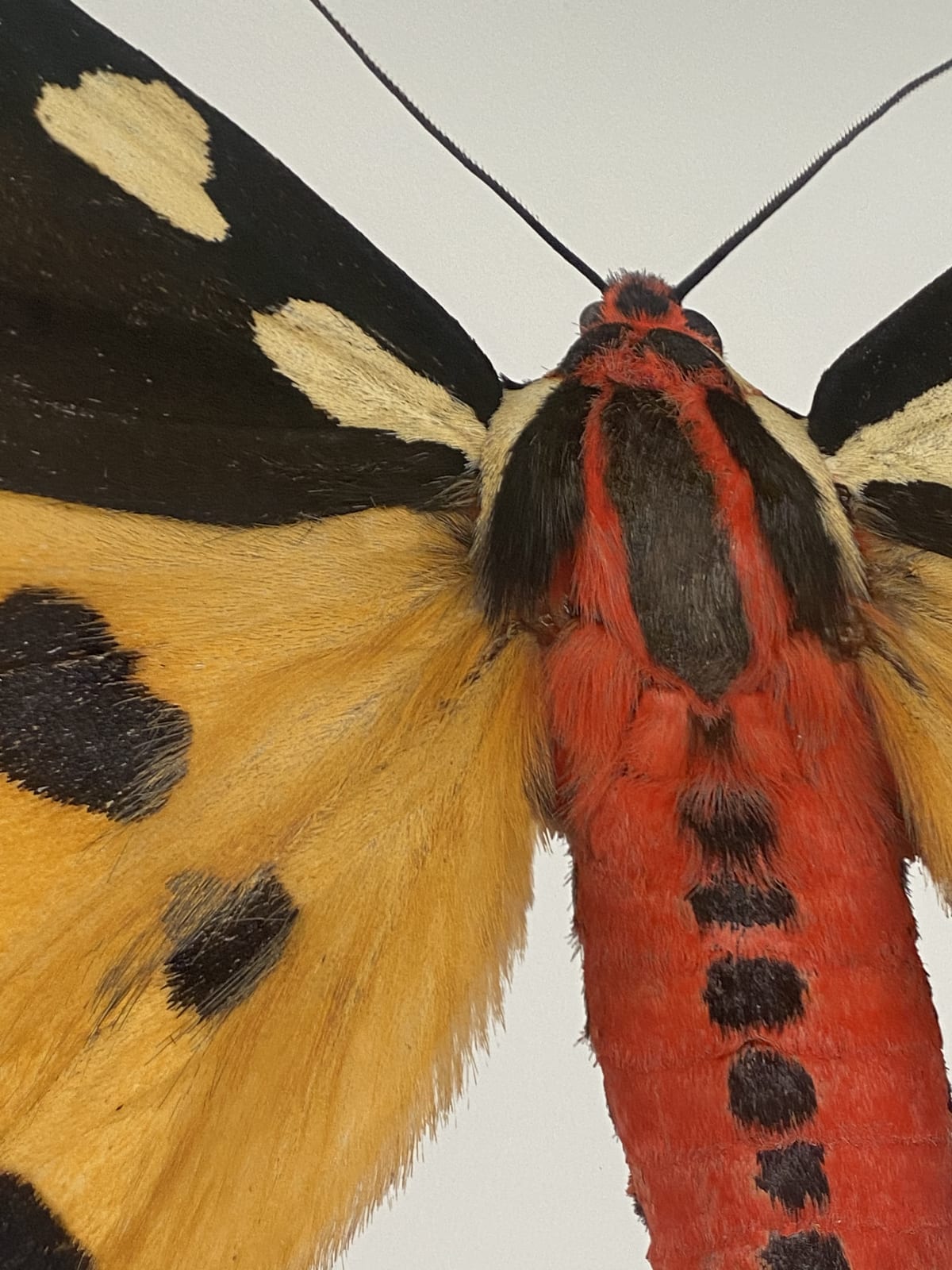 Joseph Scheer, Pericallia matronula male, 2015