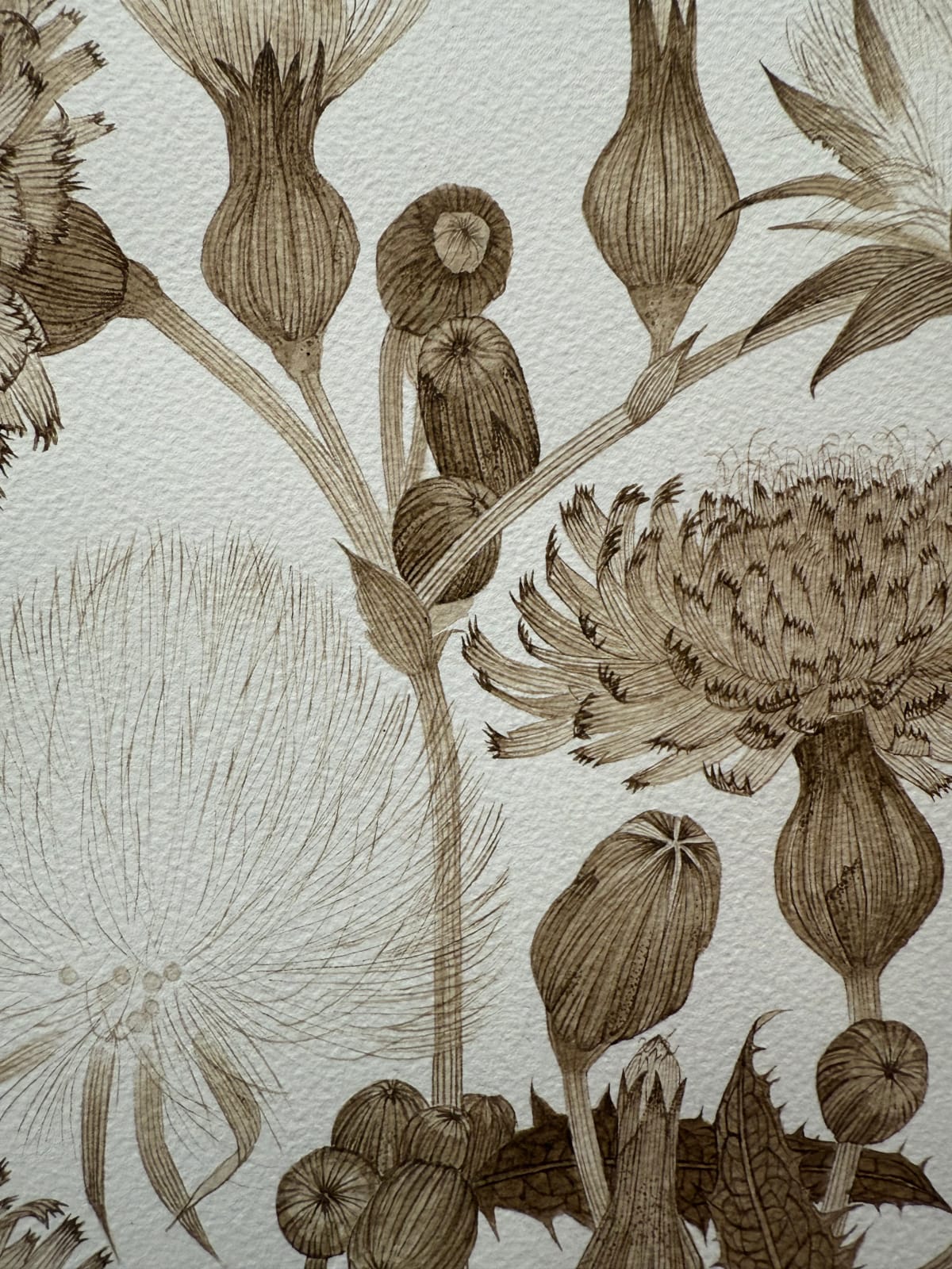 Margot Glass, Sow Thistle 01, 2025