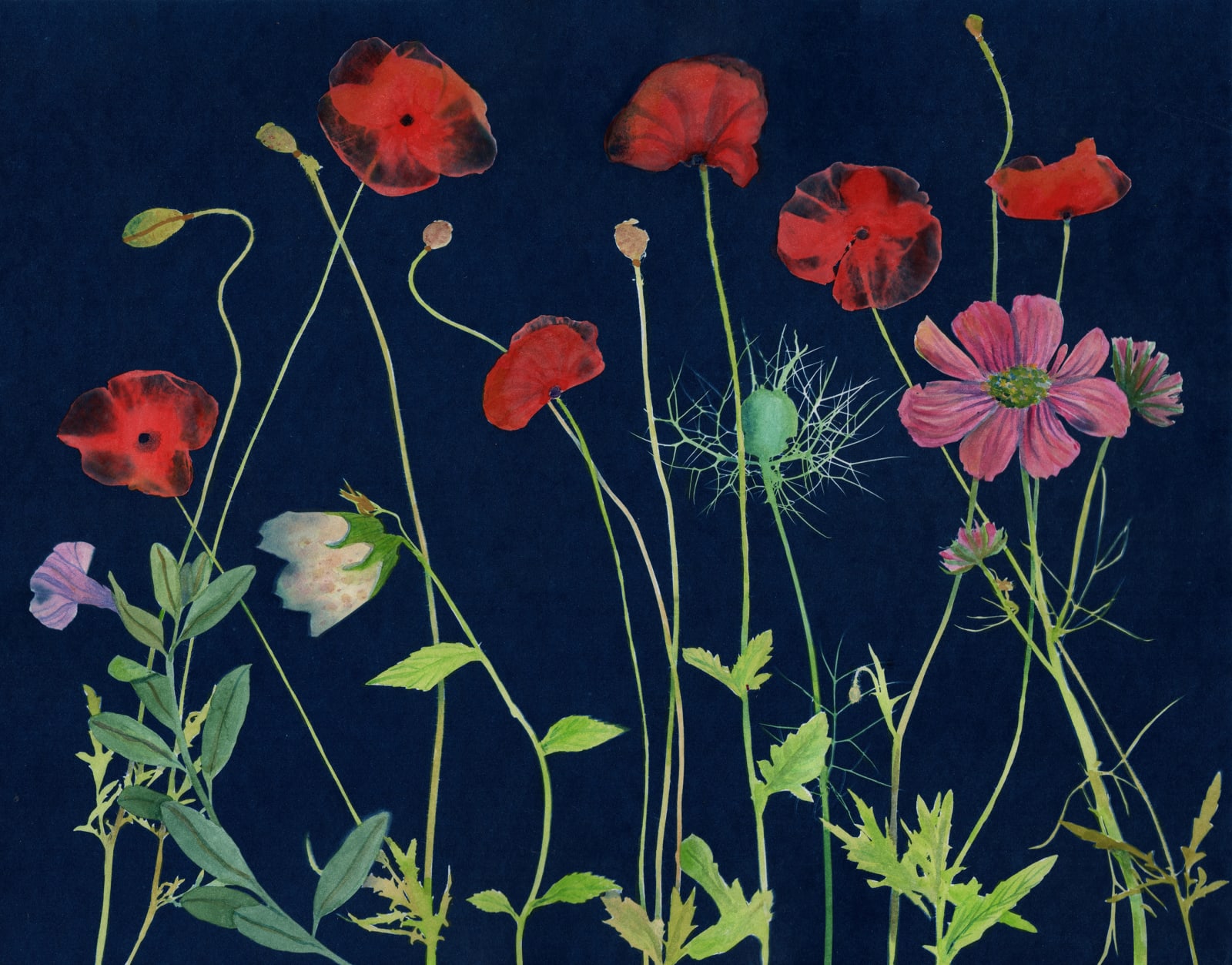 Julia Whitney Barnes, Cyanotype Painting (Poppies 2), 2020