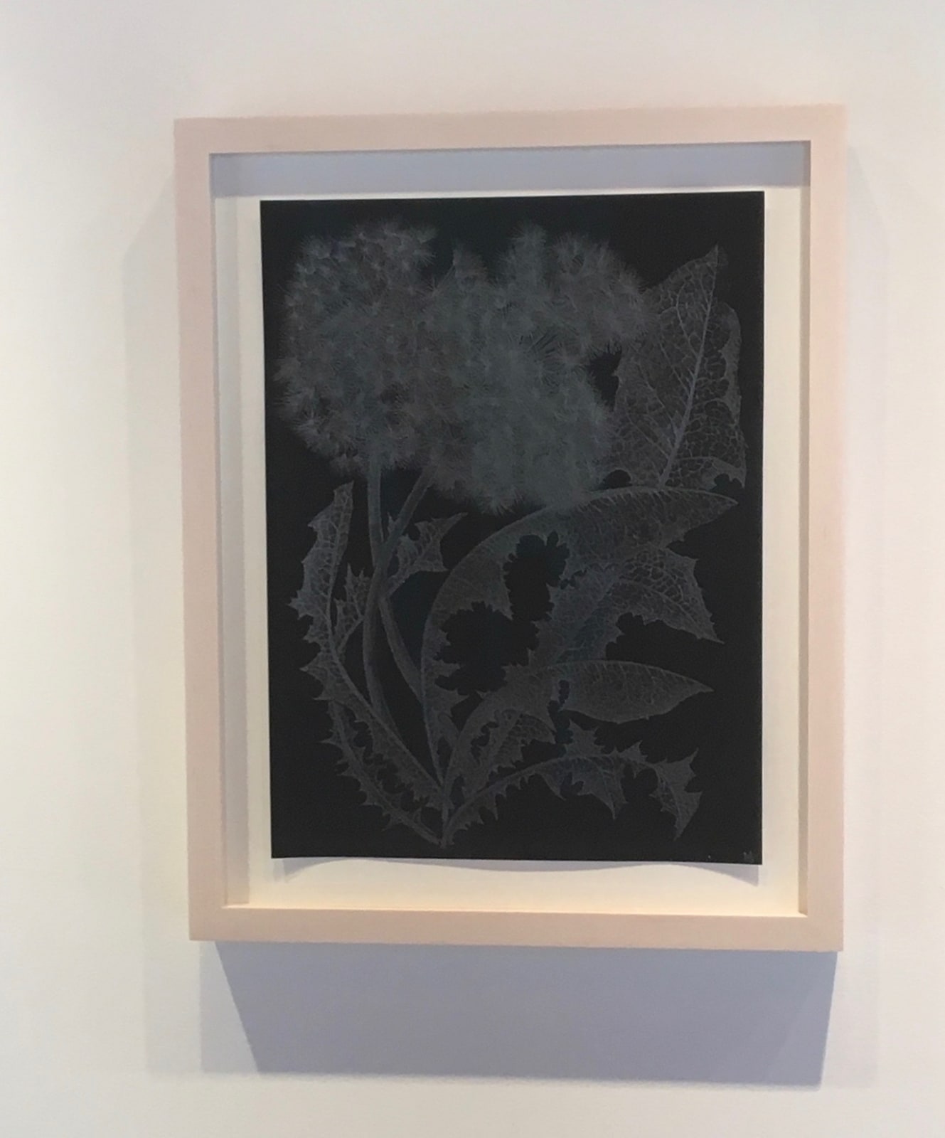 Margot Glass, Two Dandelions 1, 2019