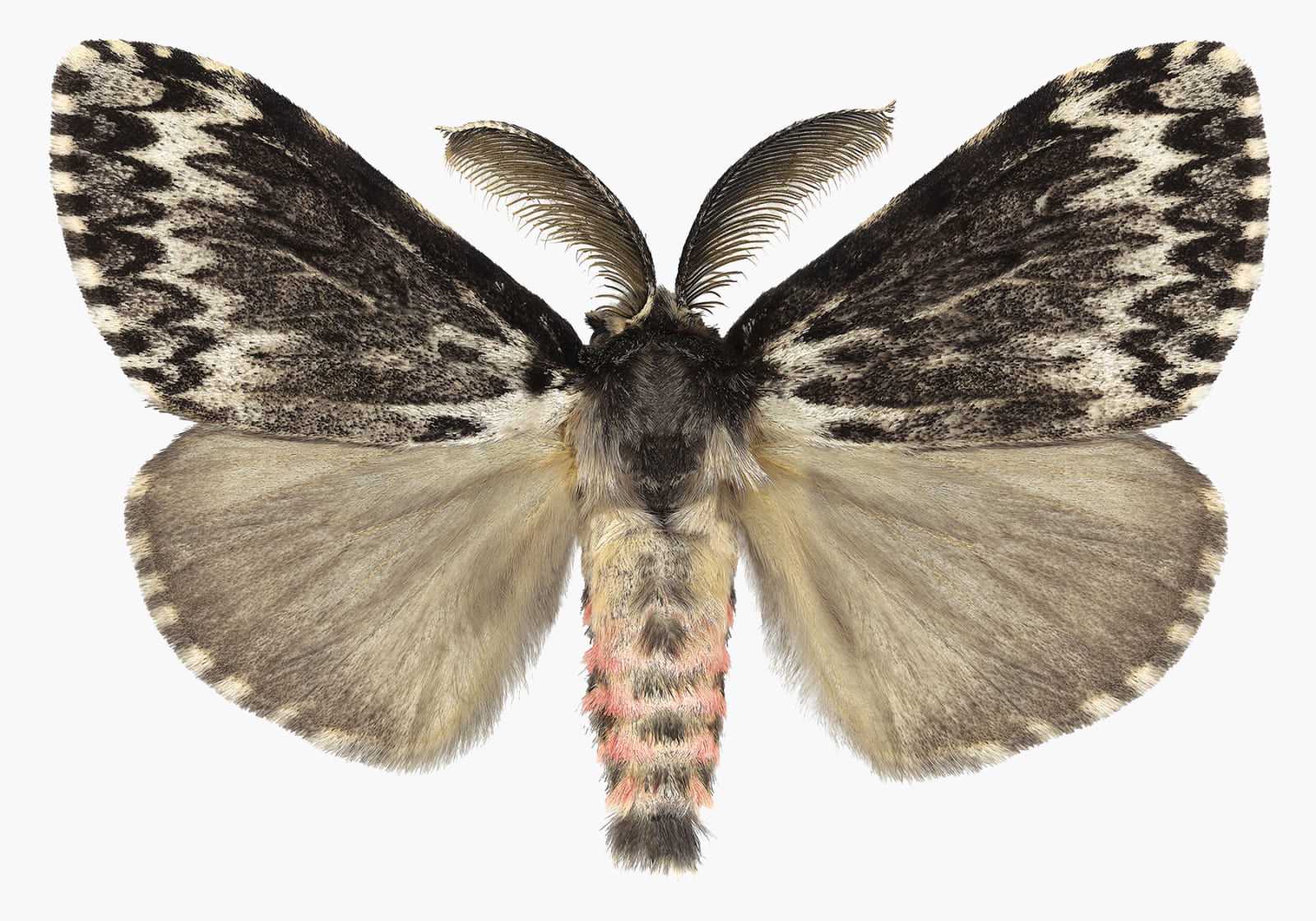 Joseph Scheer, Lymantria species, 2019