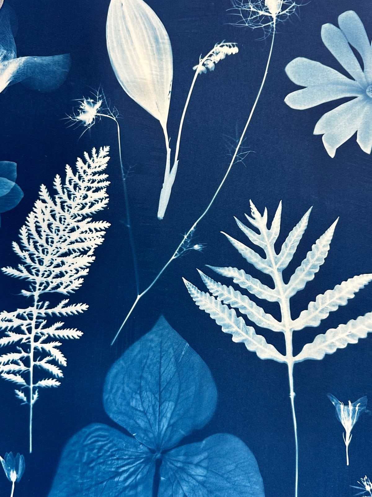 Julia Whitney Barnes, Floating Herbarium (Iris, Magnolia, Lily of the Valley, Cosmos, Foxglove, Trillium, etc.), 2022