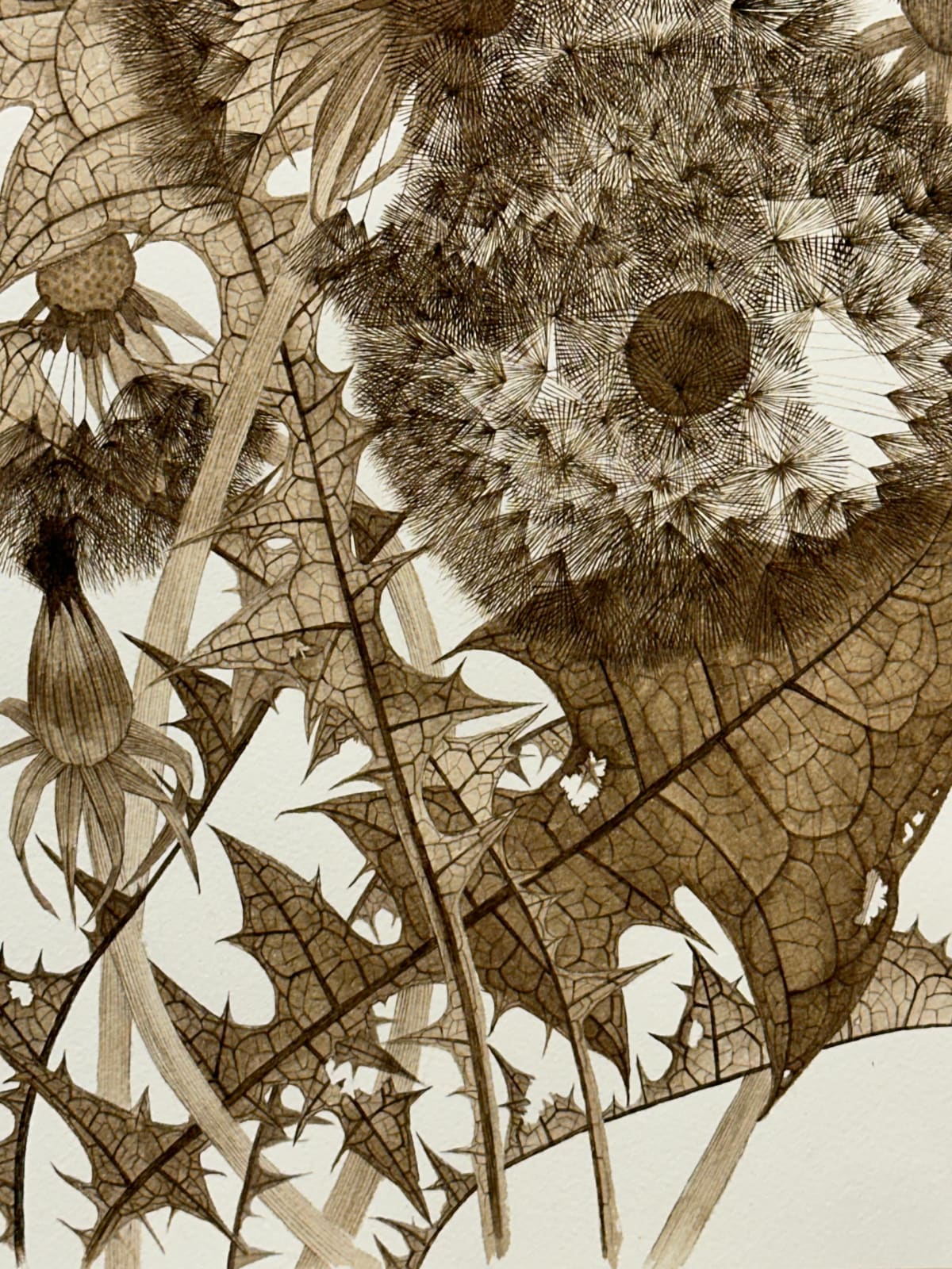 Margot Glass, Three Dandelions with Buds, 2024