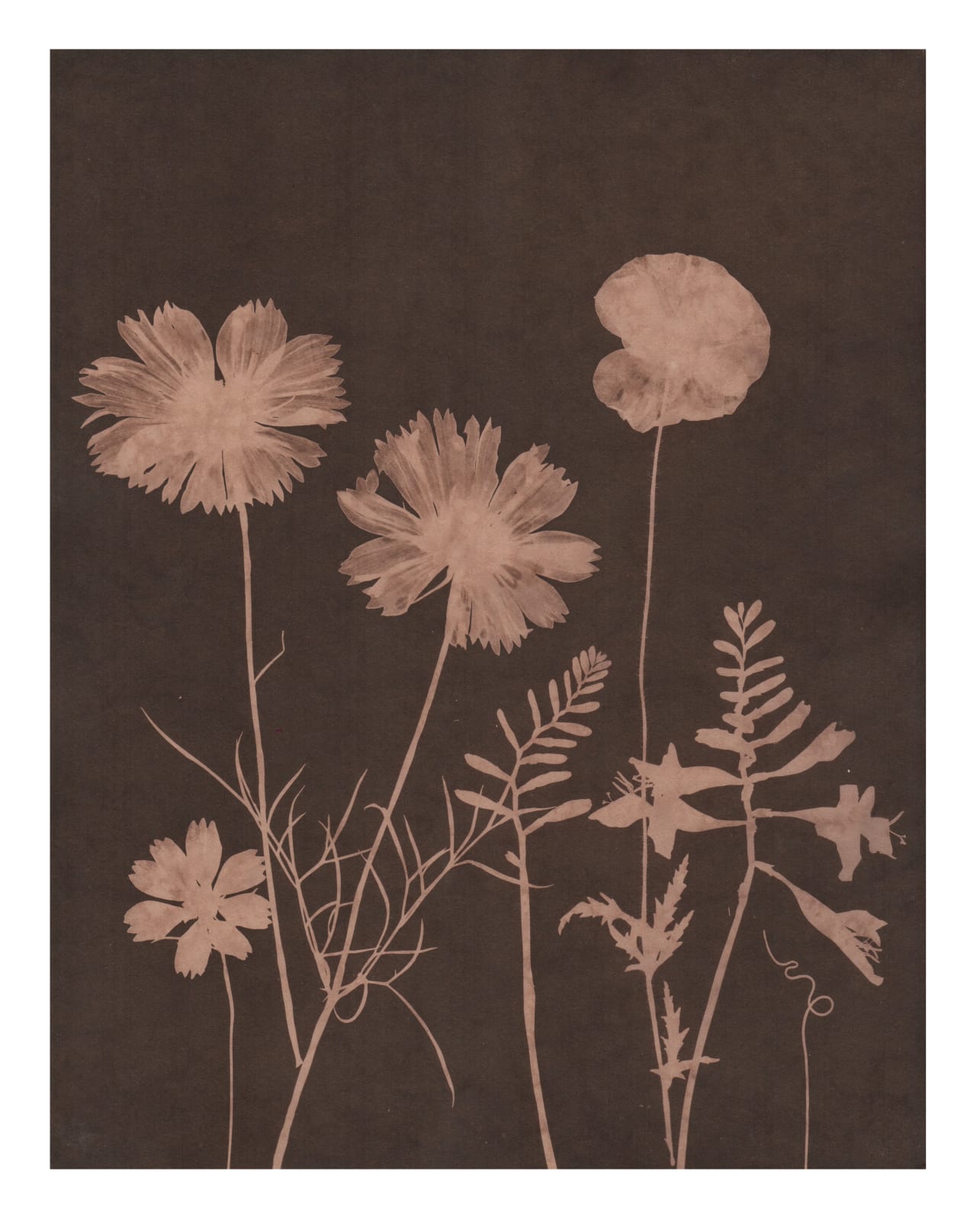 Julia Whitney Barnes, Cyanotype Painting (Tea Toned Cosmos, Poppies, etc), 2021