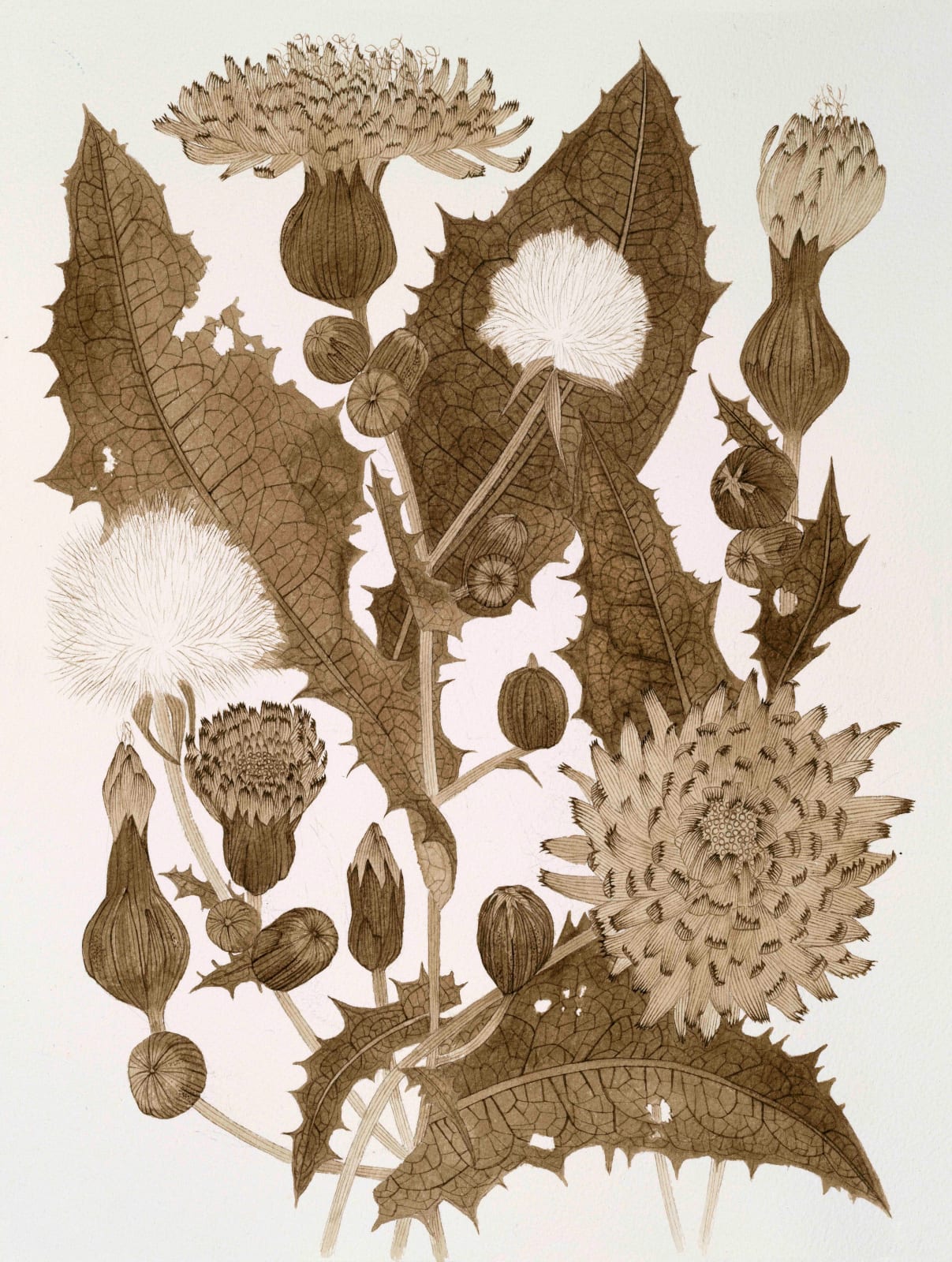 Margot Glass, Sow Thistle 03, 2025