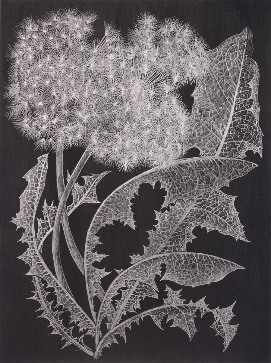 Margot Glass, Two Dandelions 1, 2019