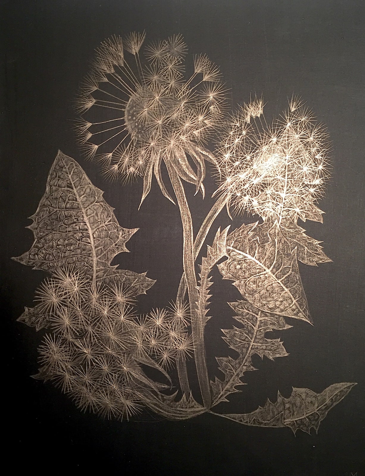 Margot Glass, Dandelion, 2018