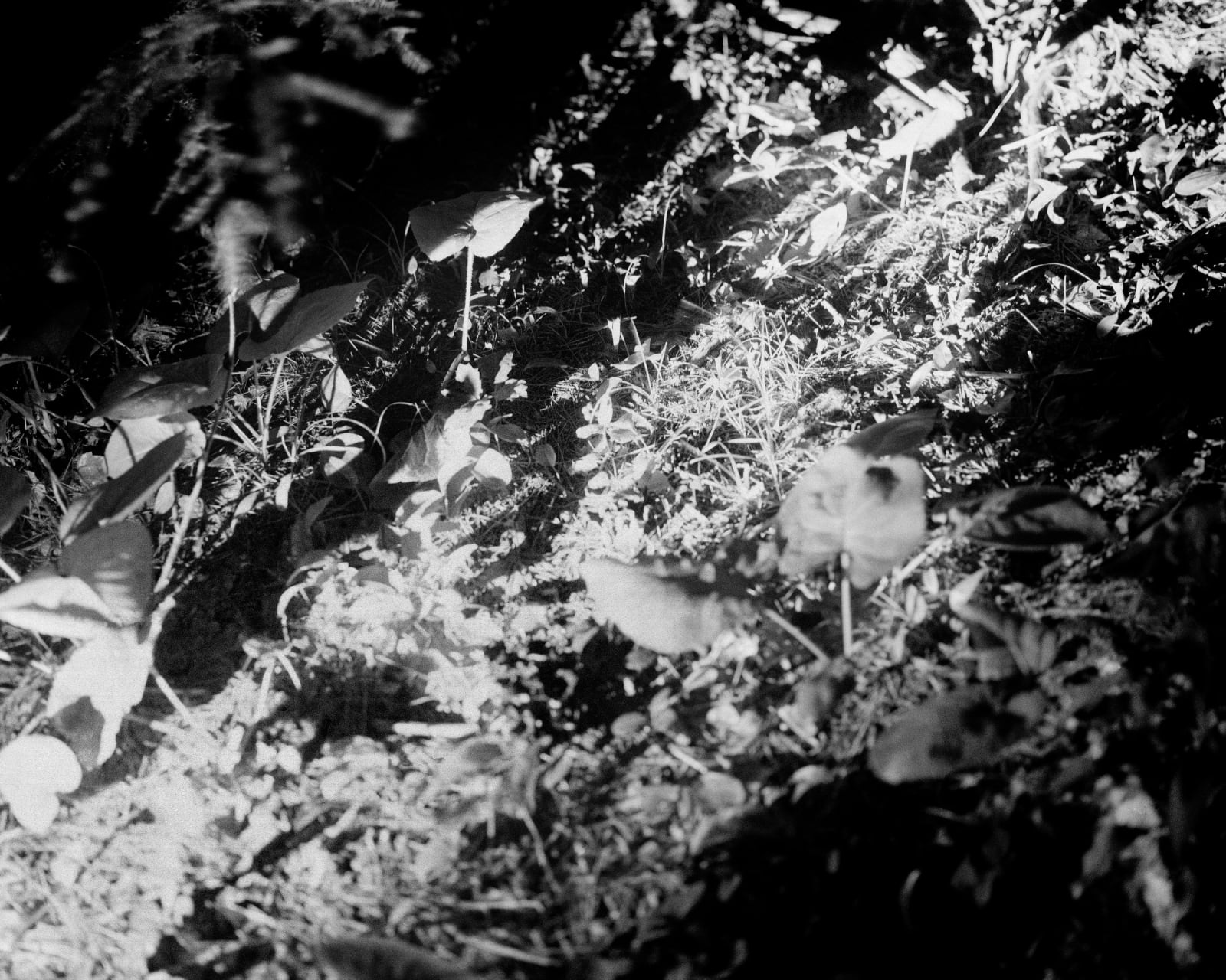 Maya Tihtiyas Attean, Tamtamsisok, 2023