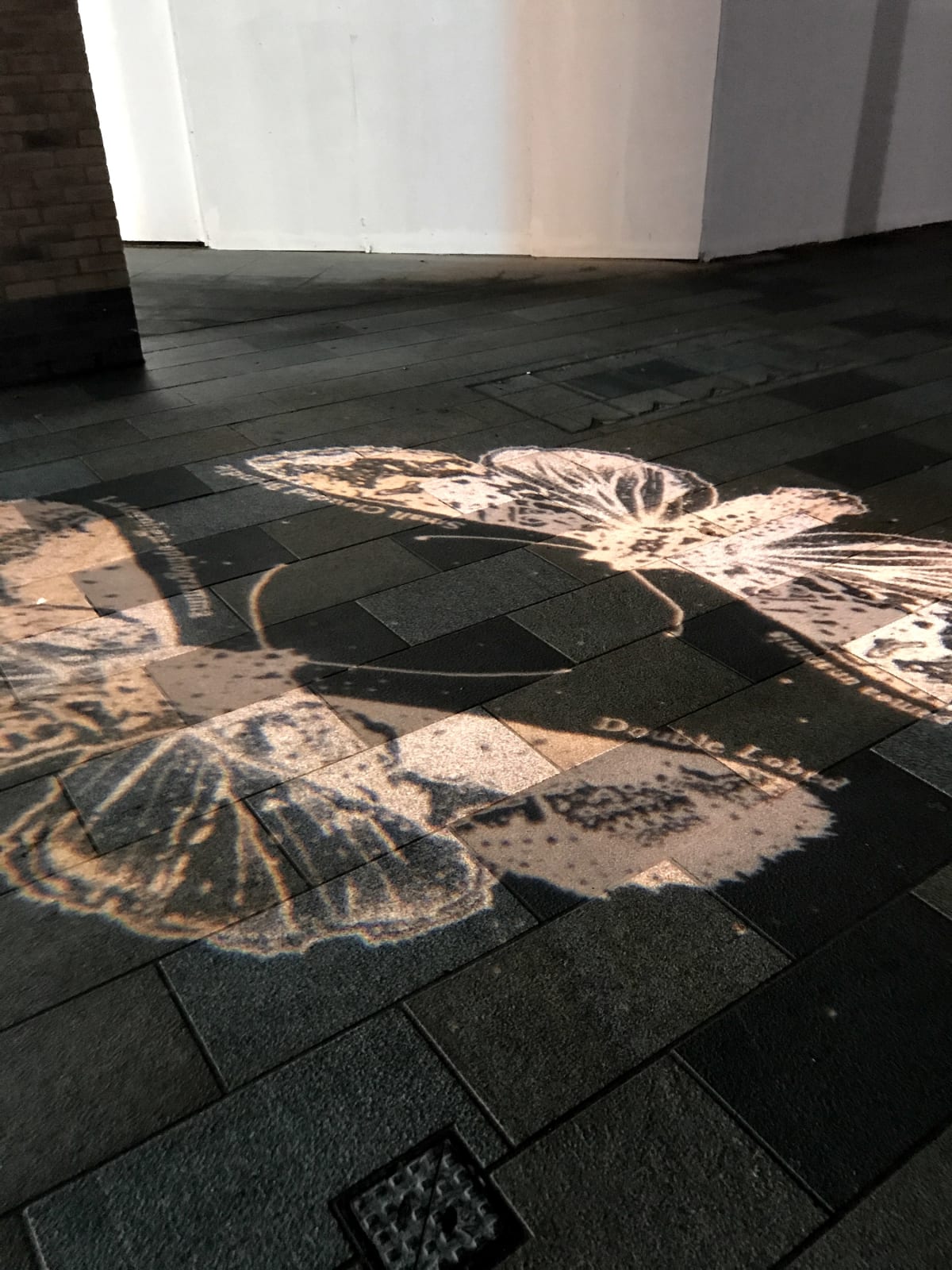 Kerry Lemon, Lepidoptera