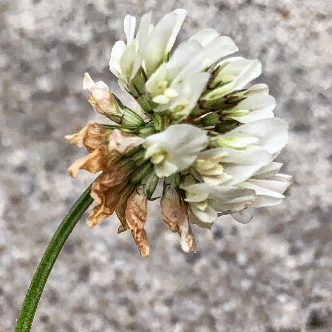 Kerry Lemon, Clover