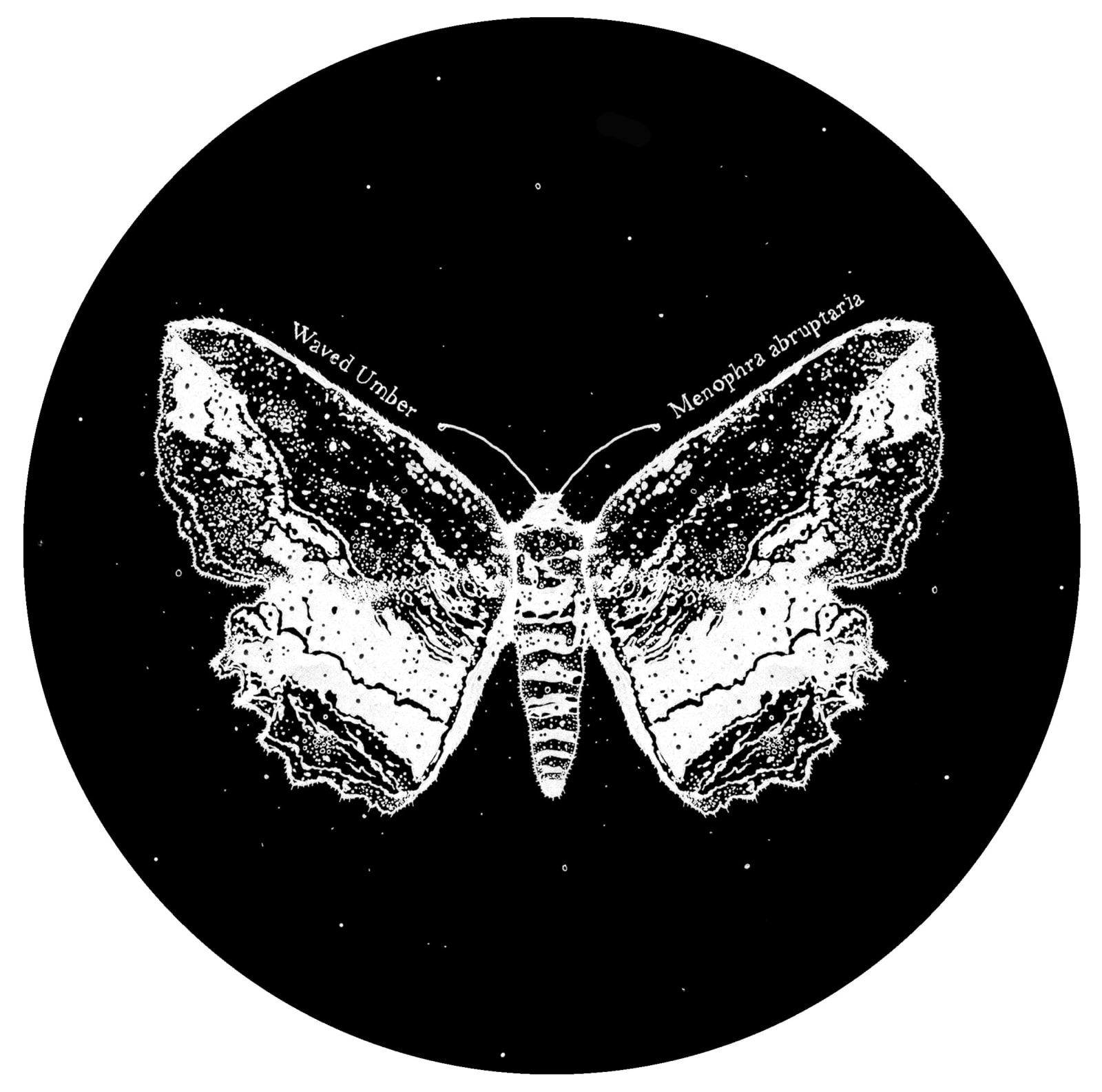 Kerry Lemon, Lepidoptera