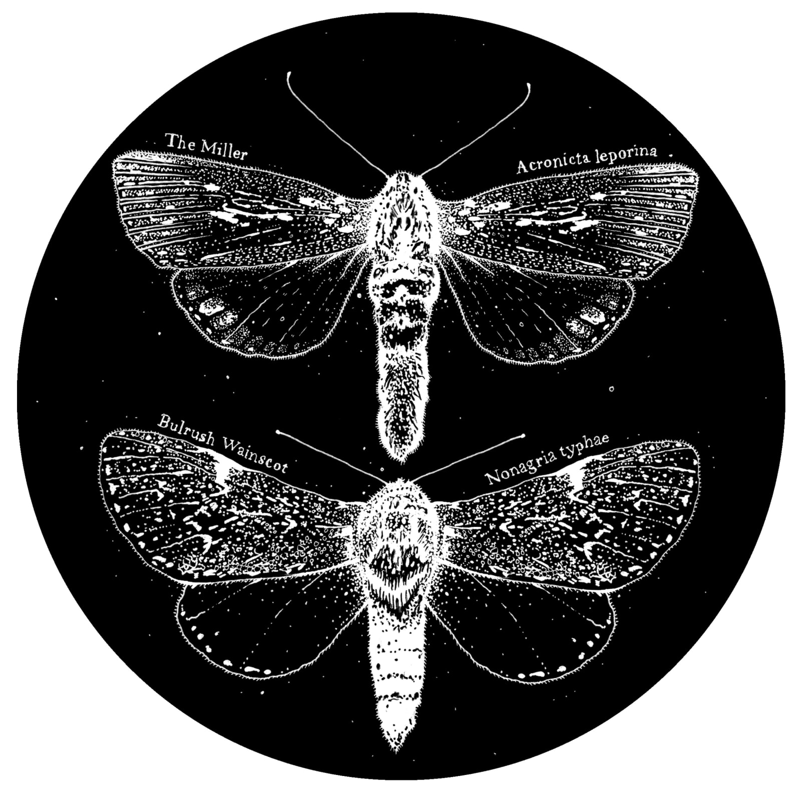 Kerry Lemon, Lepidoptera