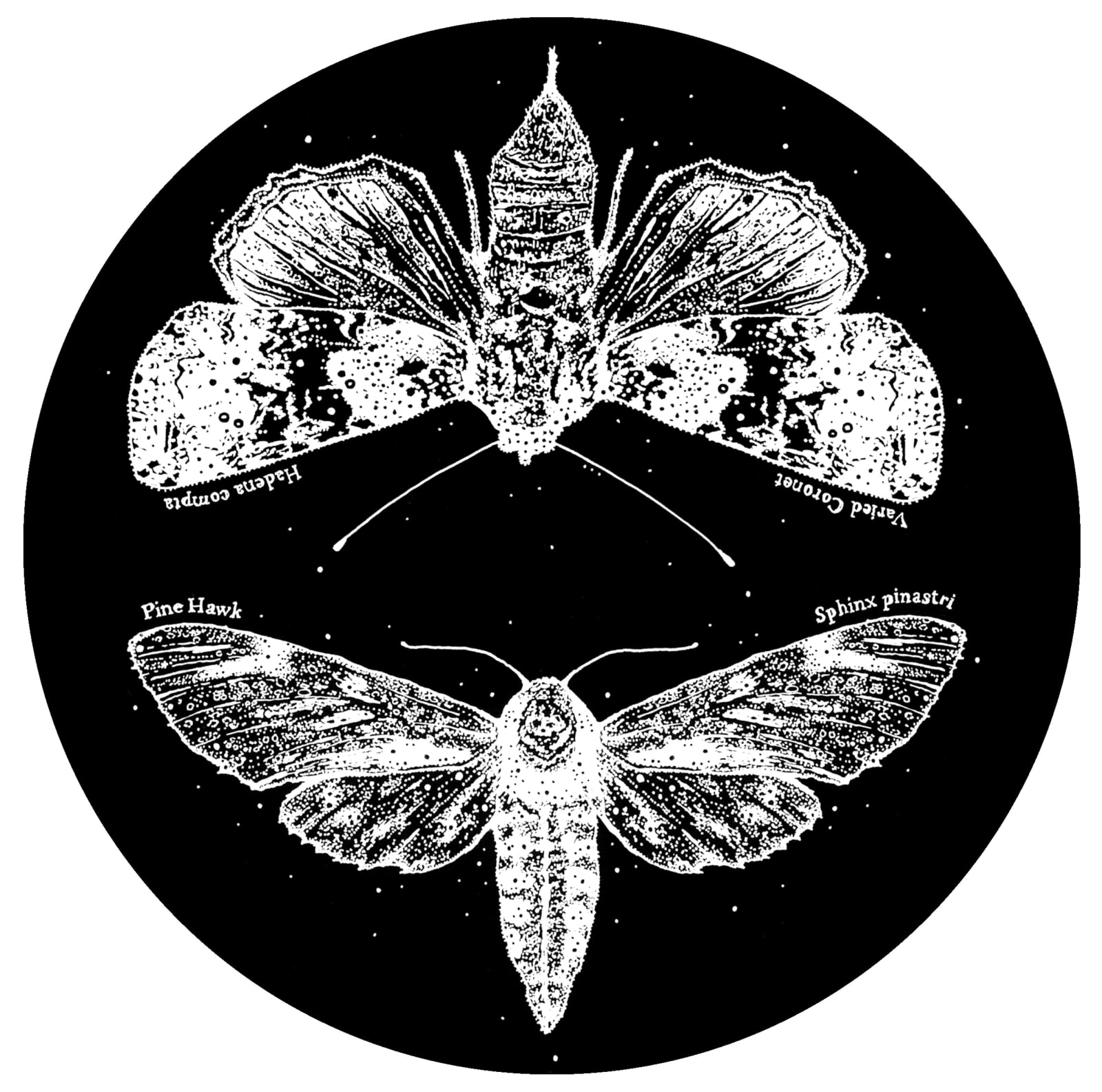 Kerry Lemon, Lepidoptera