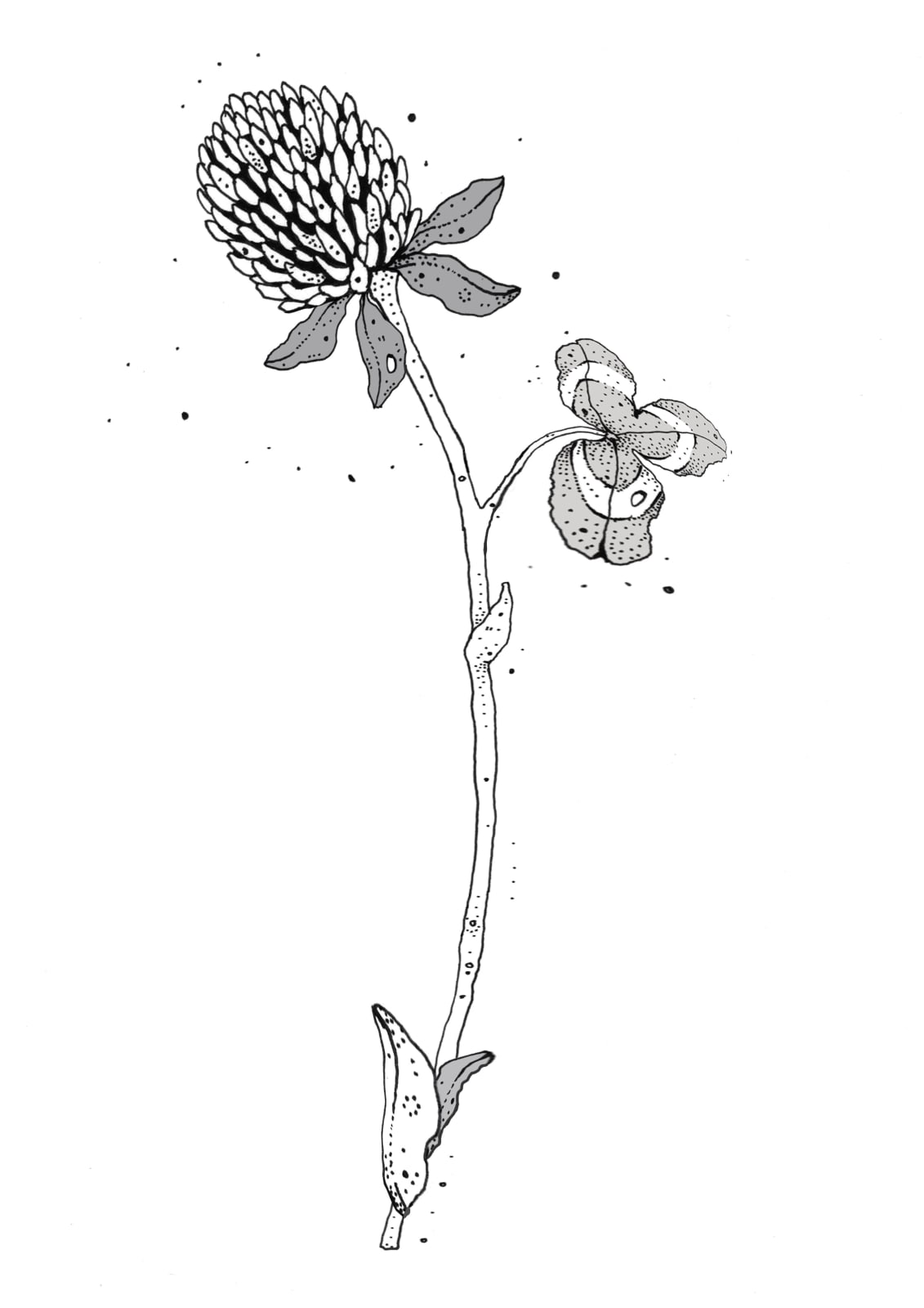 Kerry Lemon, Clover