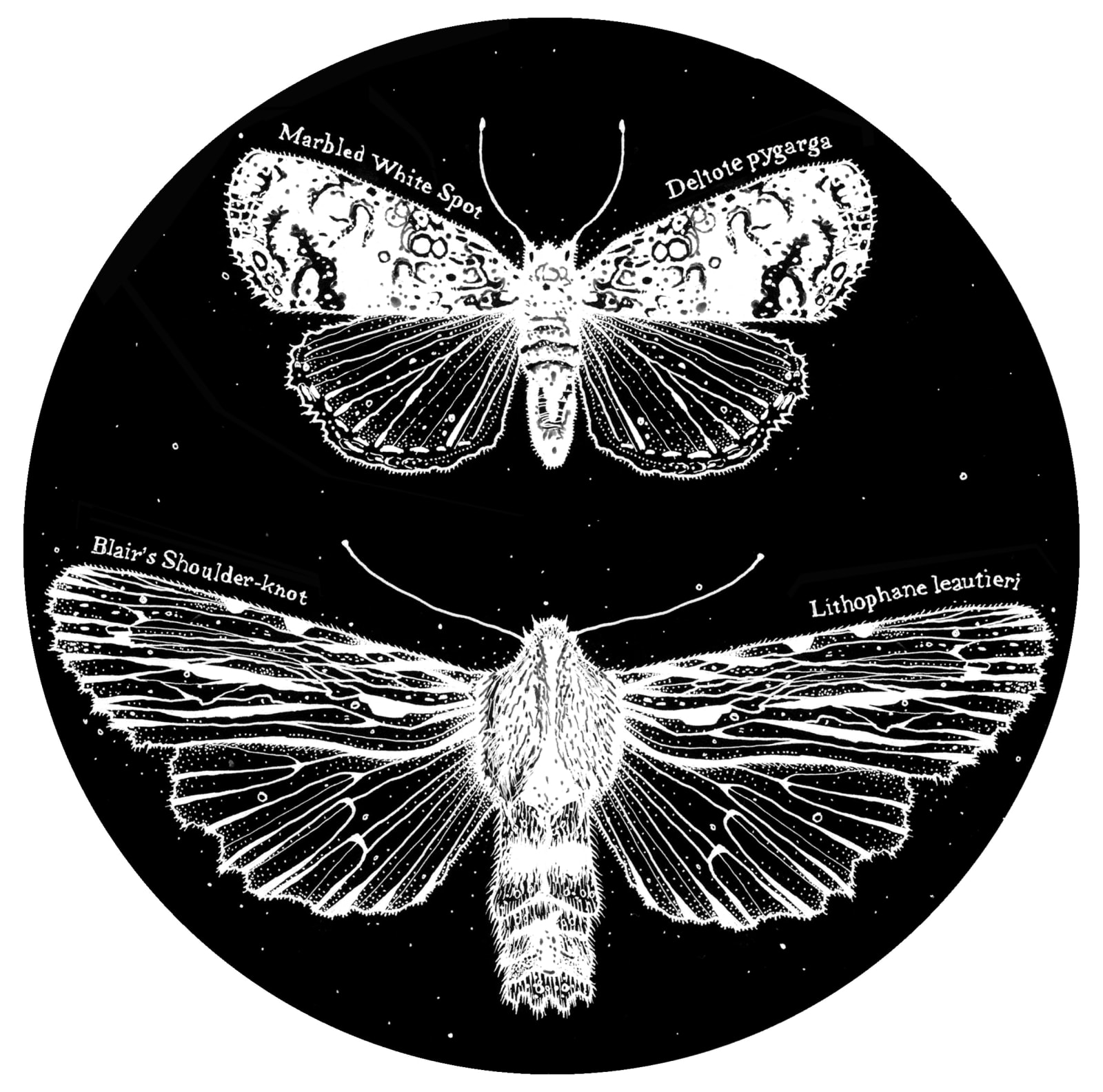 Kerry Lemon, Lepidoptera