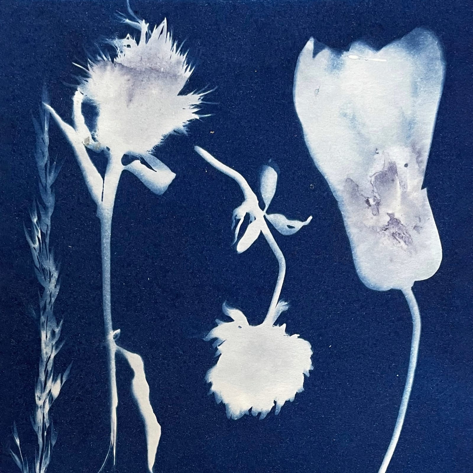 Kerry Lemon, Clover