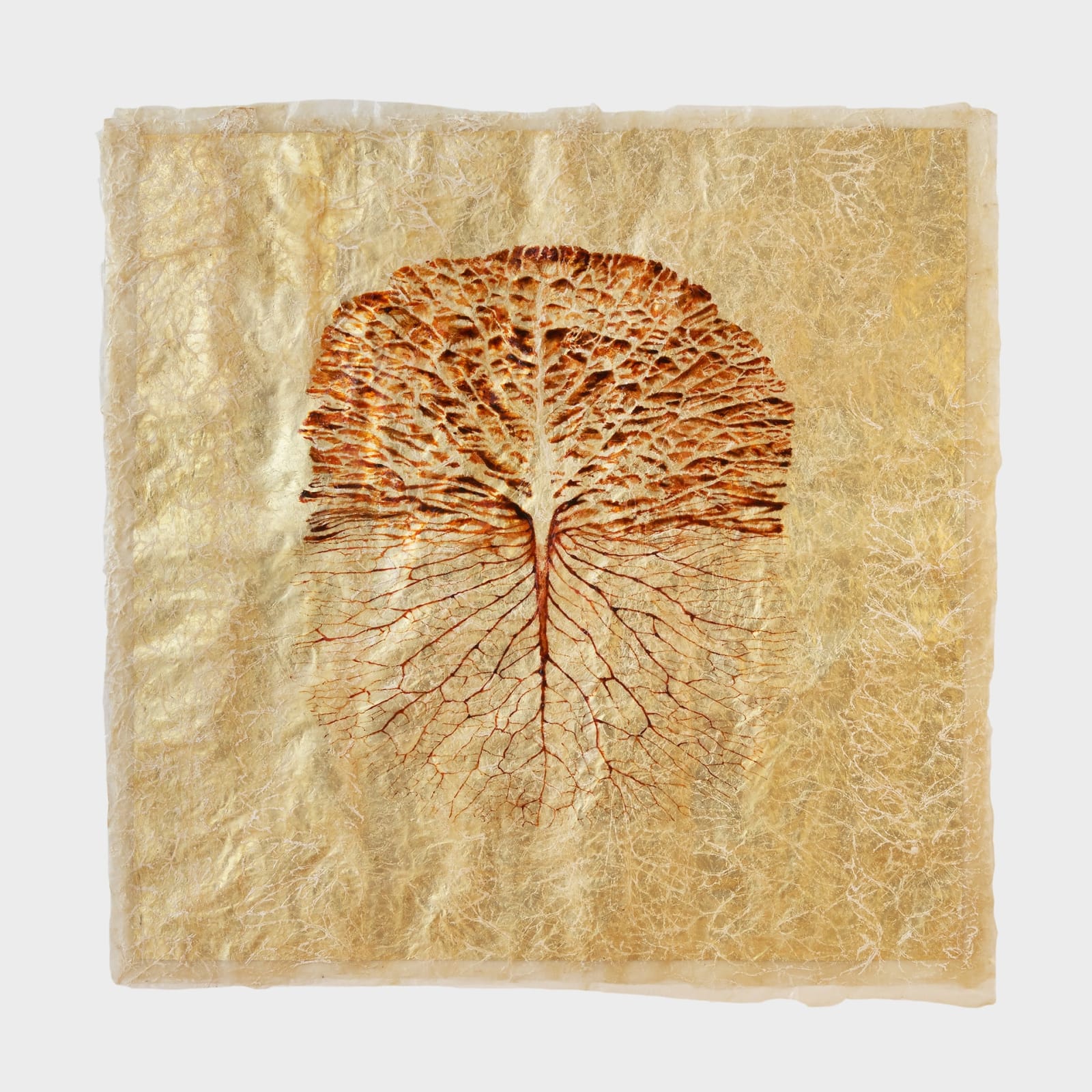 Javier Pérez, Reticulae Natura, 2014