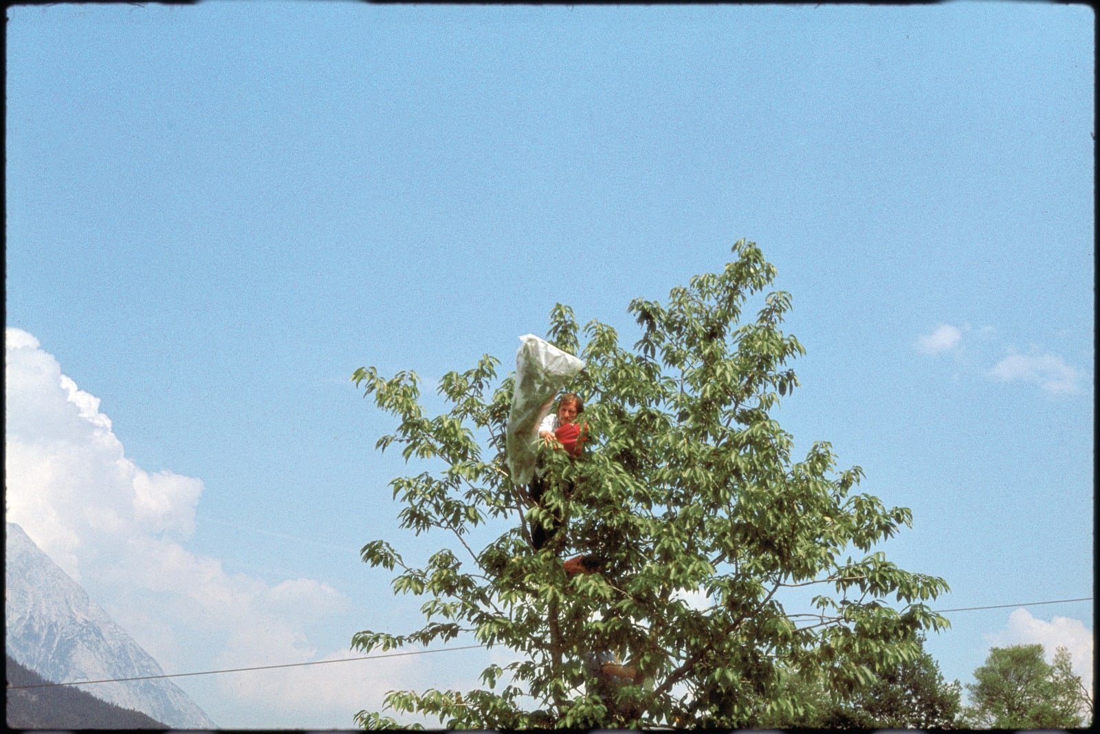 Lois Weinberger, Baumfest / Tree Celebration, Stams / Tyrol, July - September 1977, 1977