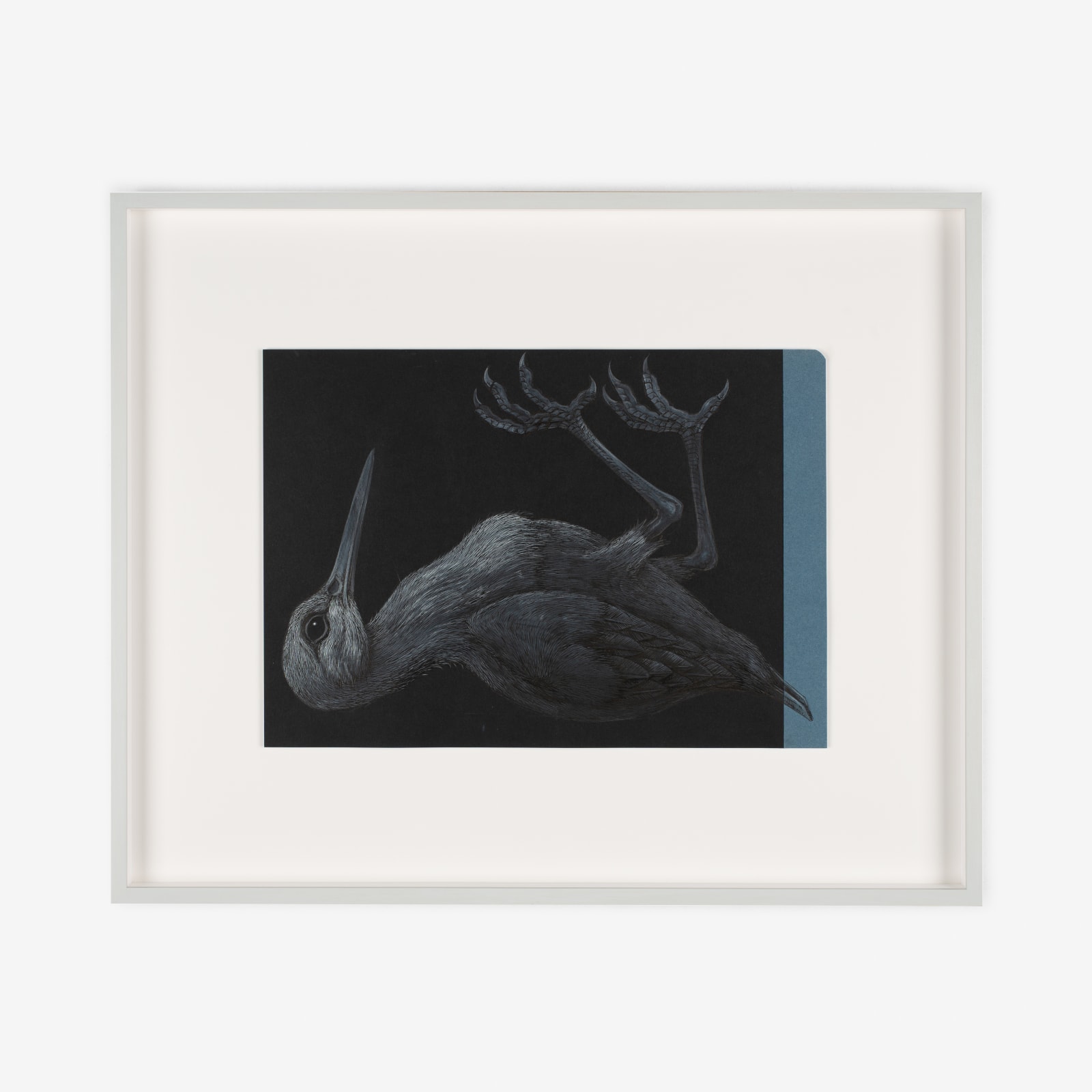 ROA, GALLINAGO GALLINAGO, 2021