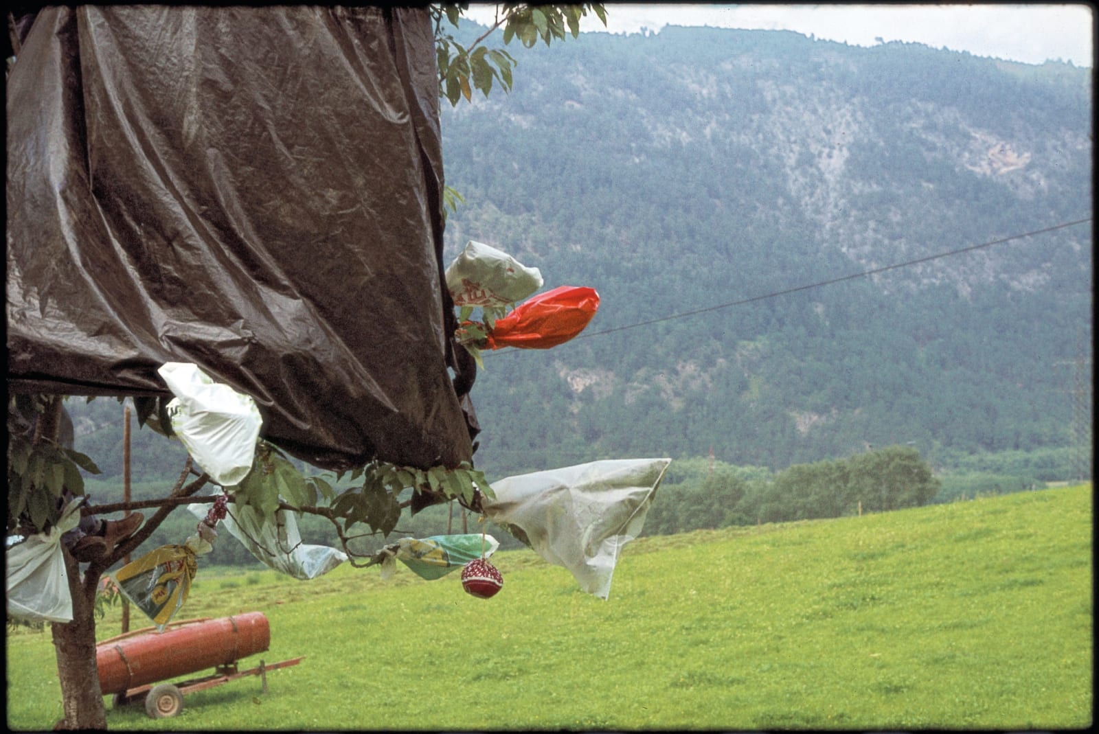 Lois Weinberger, Baumfest / Tree Celebration, Stams / Tyrol, July - September 1977, 1977
