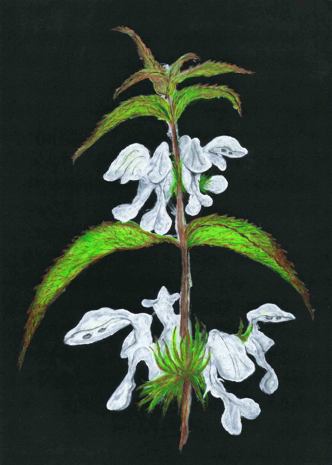 Clara Spilliaert, Untitled, 2017