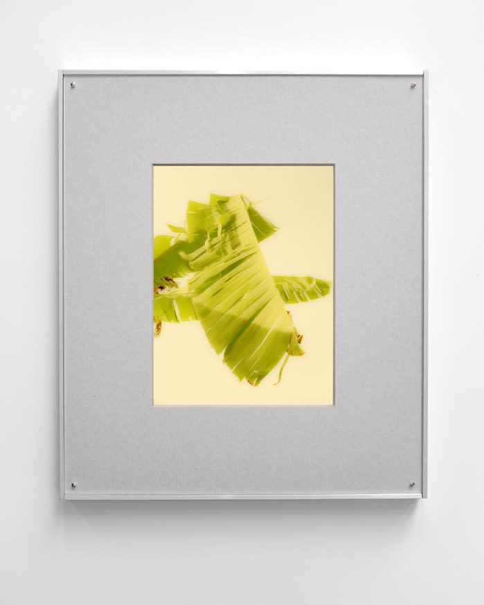 Sybren Vanoverberghe, Untitled, 2025