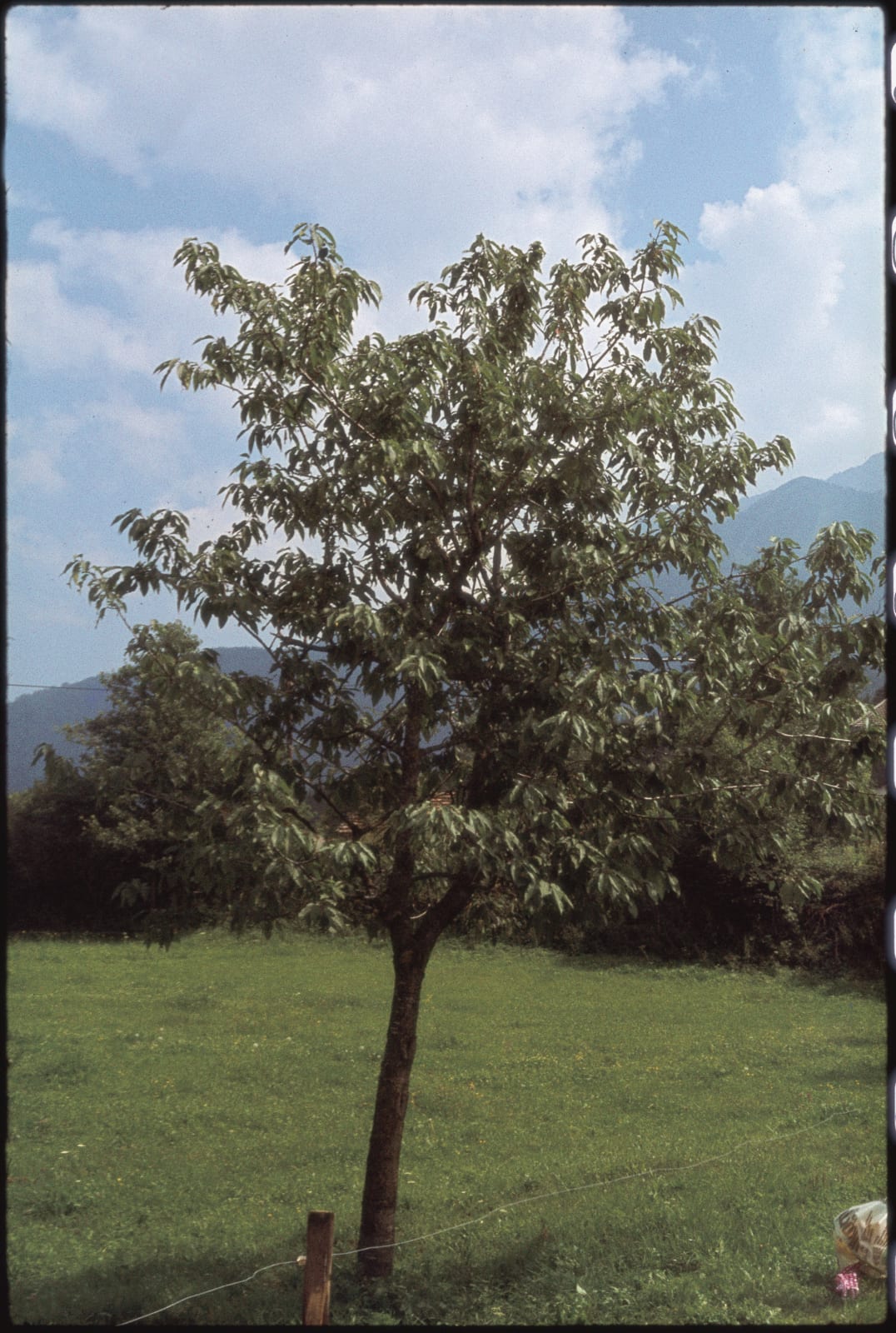 Lois Weinberger, Baumfest / Tree Celebration, Stams / Tyrol, July - September 1977, 1977