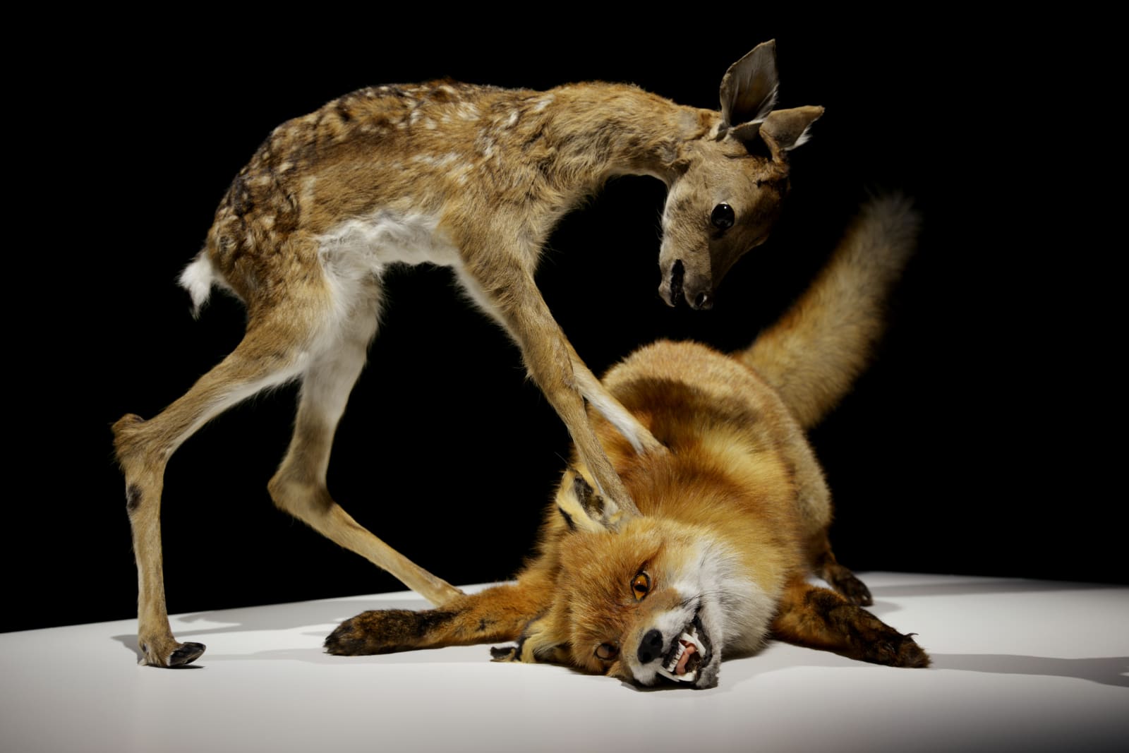 Nasan Tur, Taxidermic animal couple "Fawn-Fox" from the series AGONY, 2018