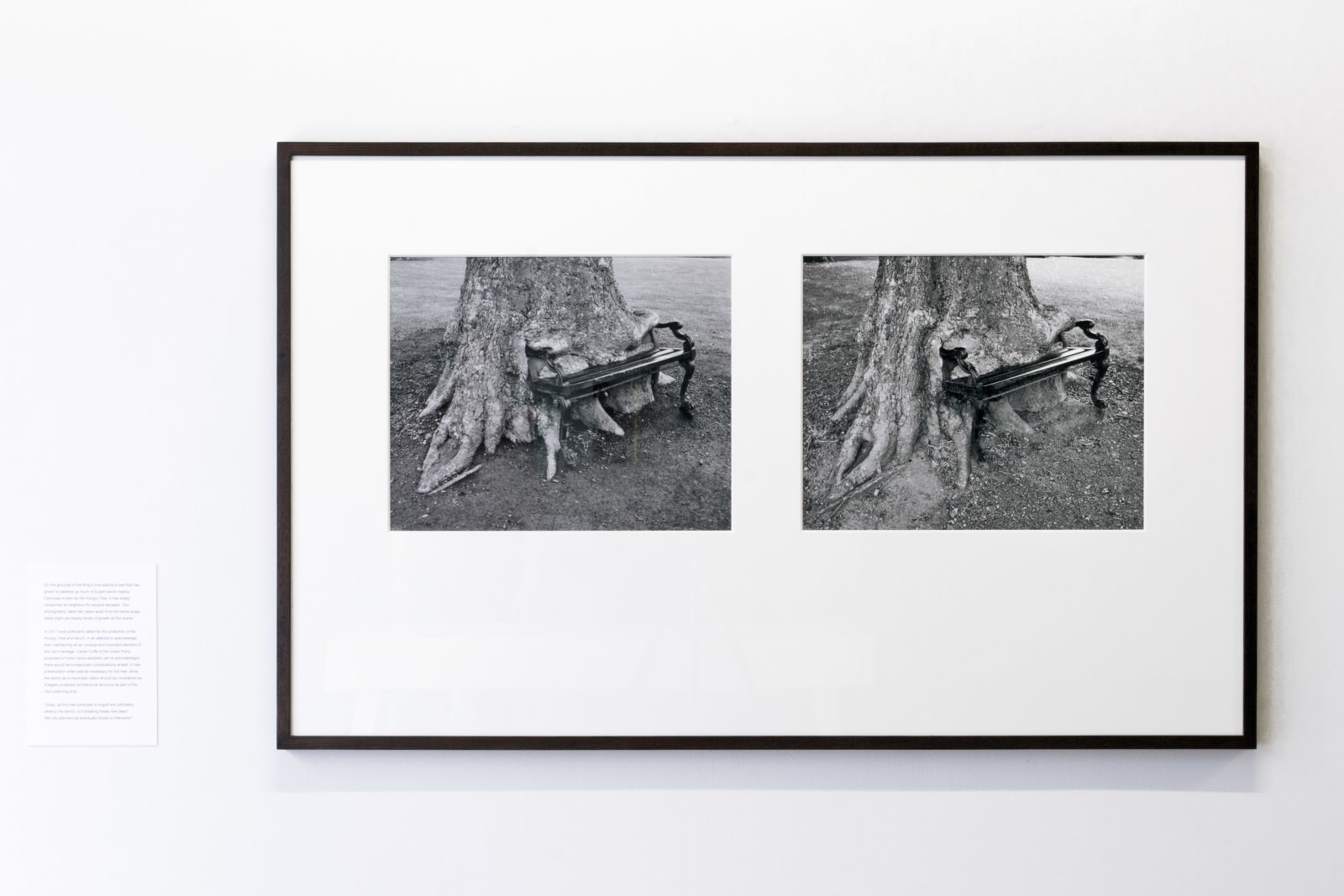 Sean Lynch, The Hungry Tree, 2020