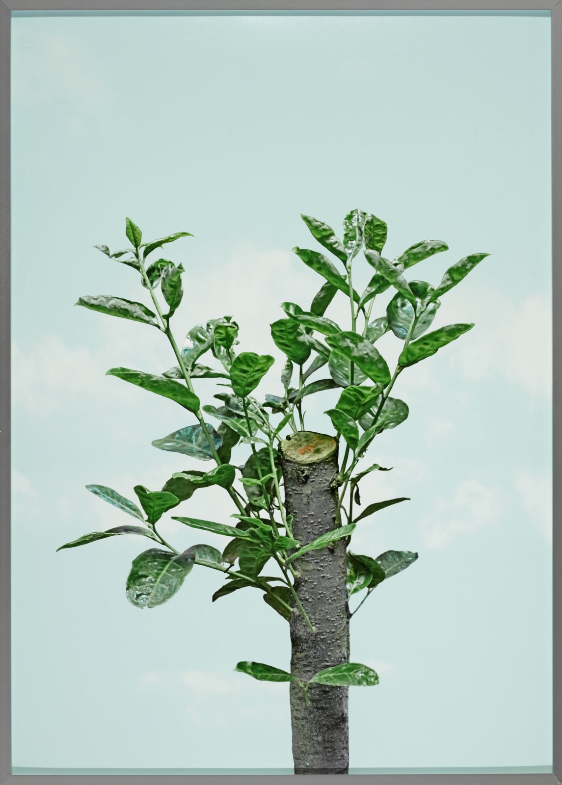 Michael Boran, Pruning, 2015