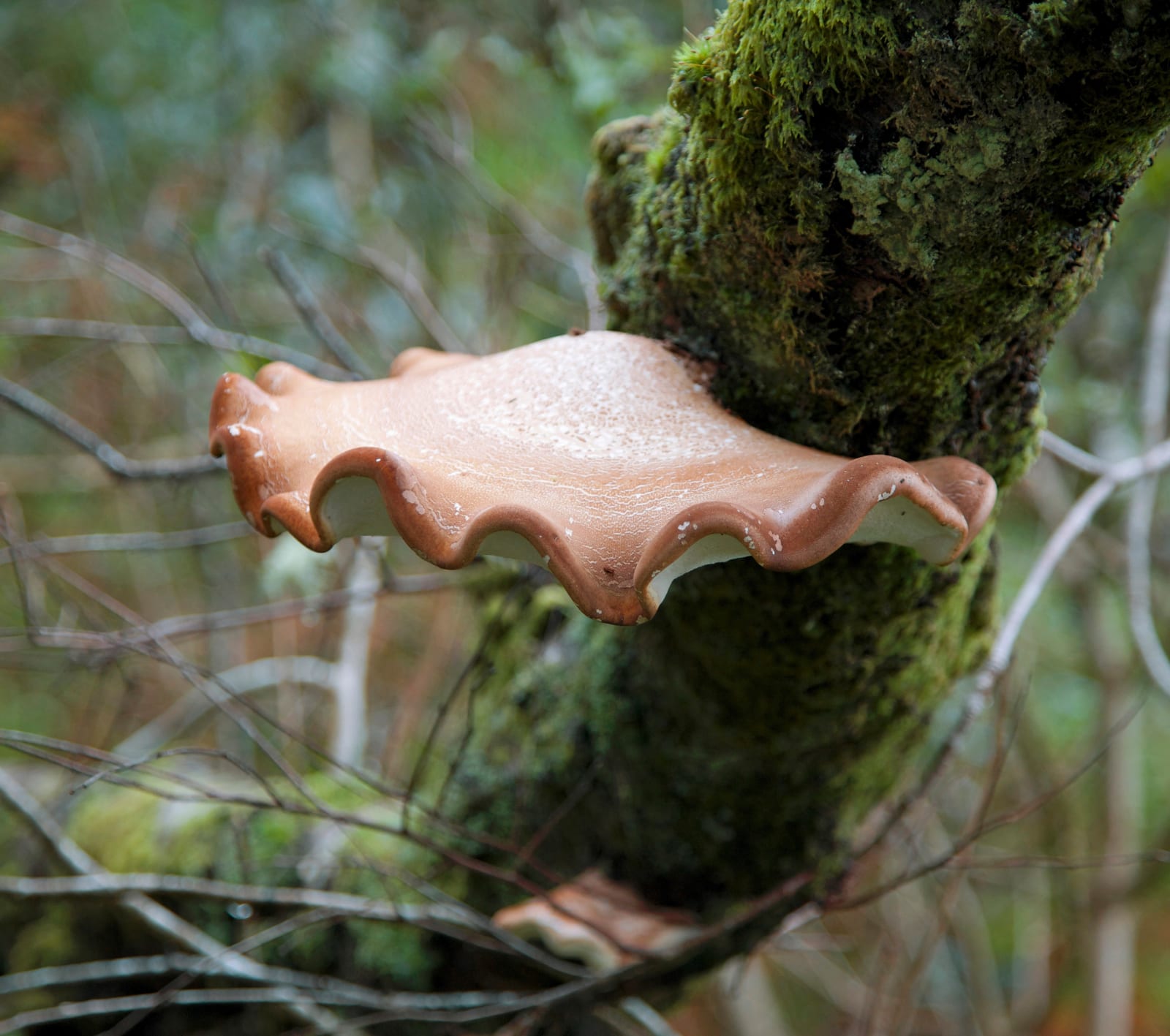 Elaine Byrne, Mushroom, 2016
