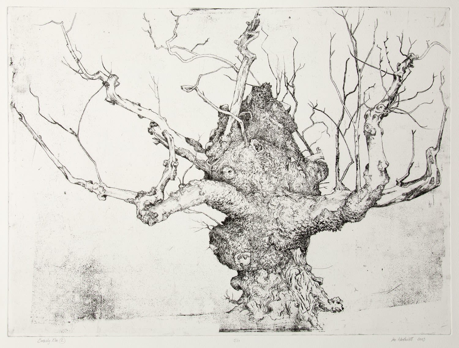 Ian Westacott, Beauly Elm 2, 2023