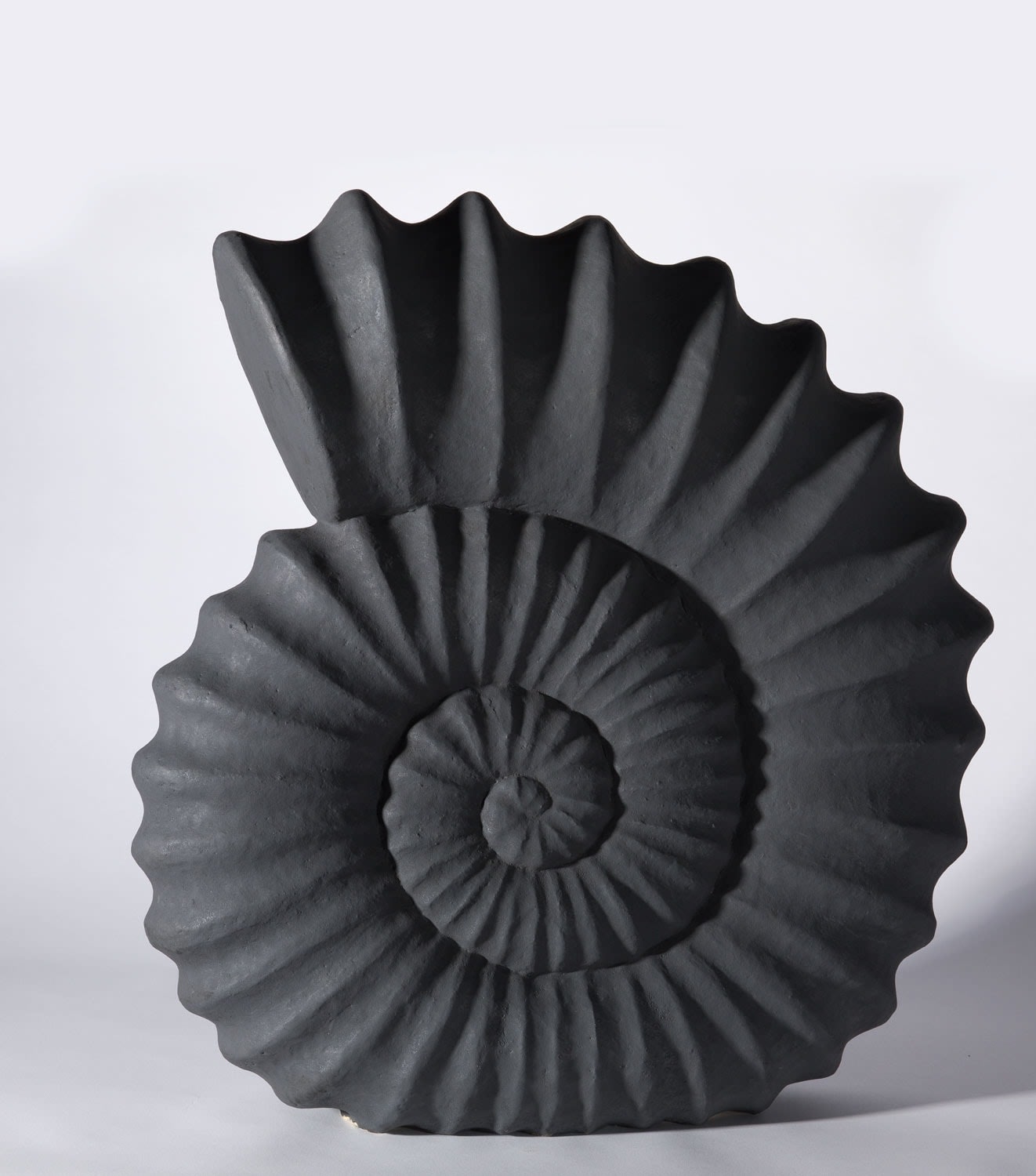 Illona Morrice, Ammonite, 2023