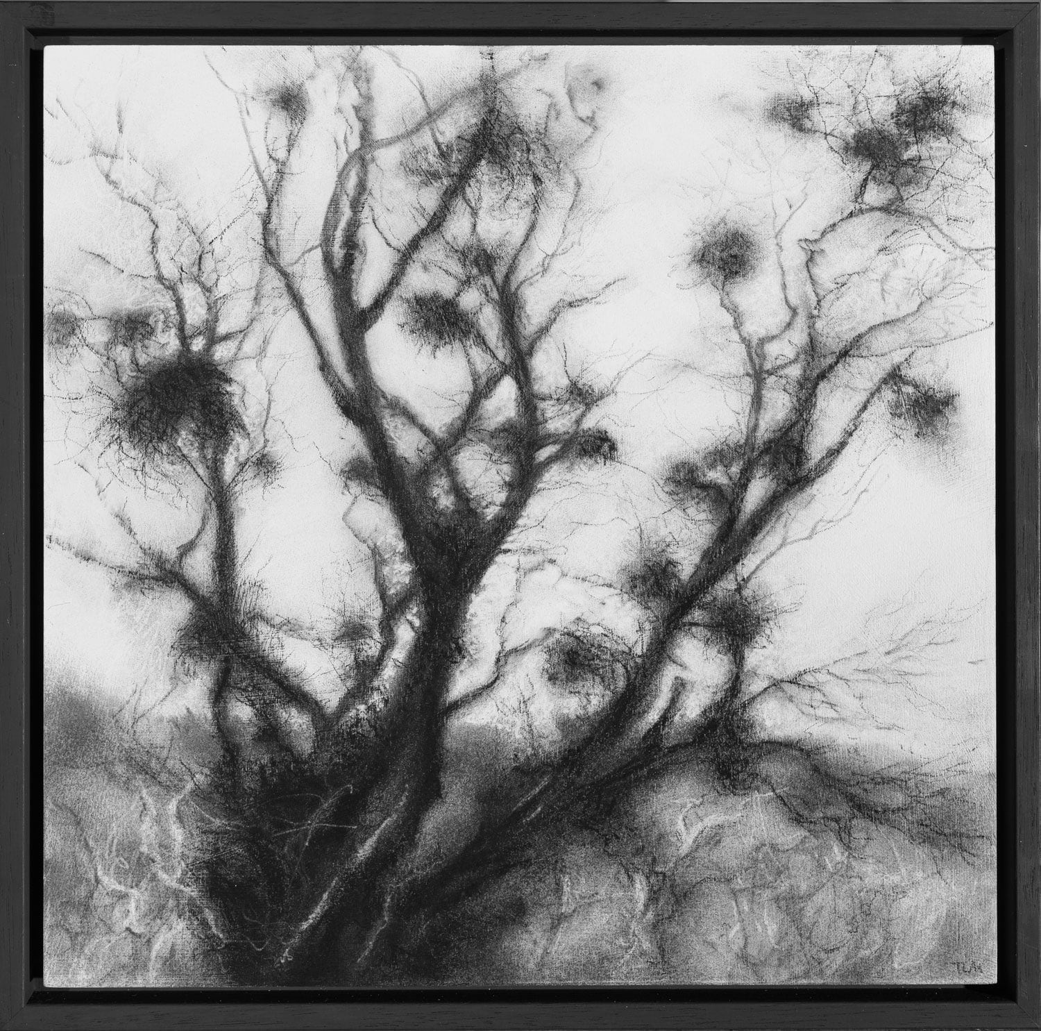 Tansy Lee Moir, Birken, 2025