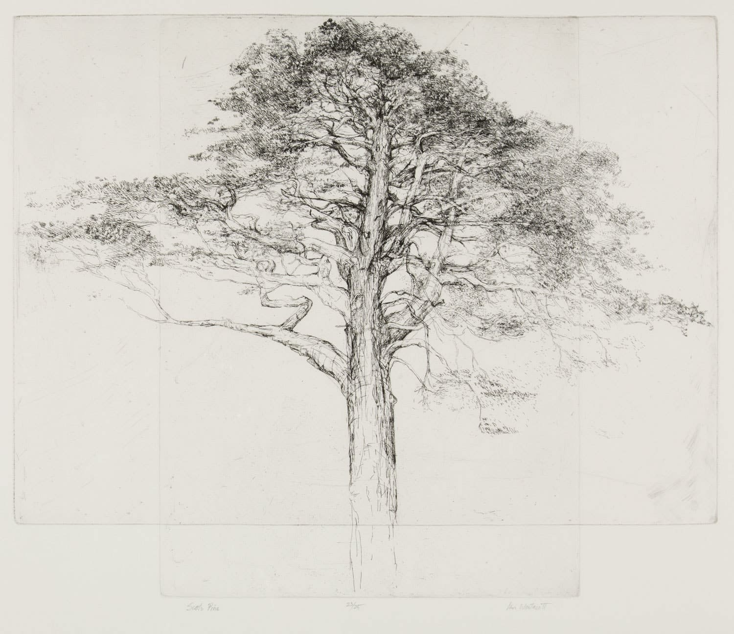 Ian Westacott SCots Pine