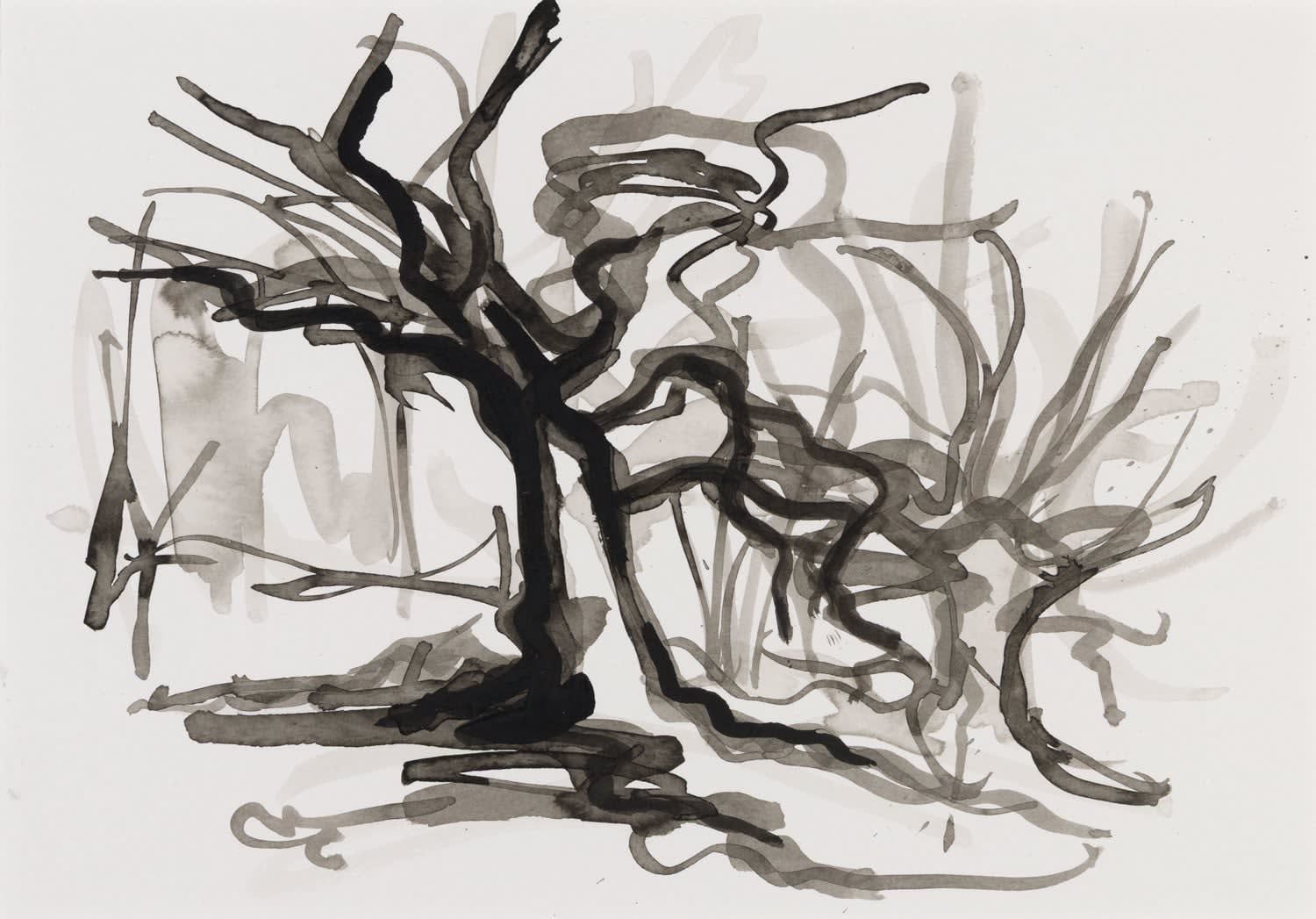 Lizzie Rose, Leaning Oak drawing, 2025