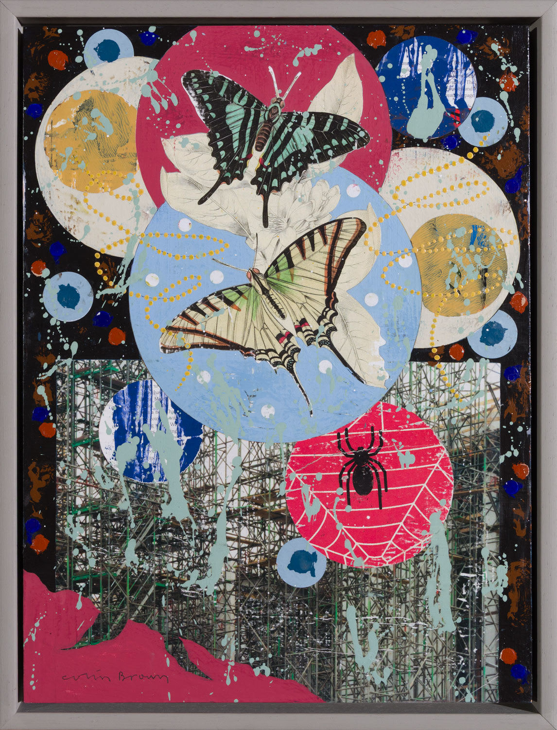 Colin Brown, Papillio, 2025