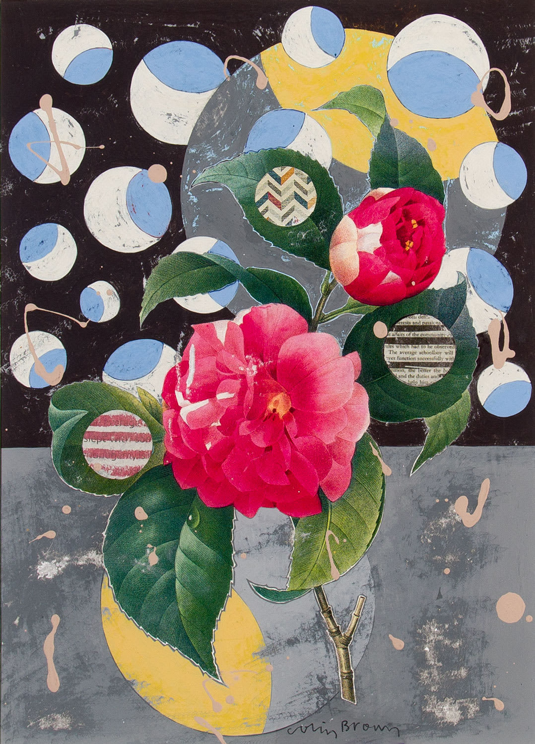 Japanese Camelia Colin Brown