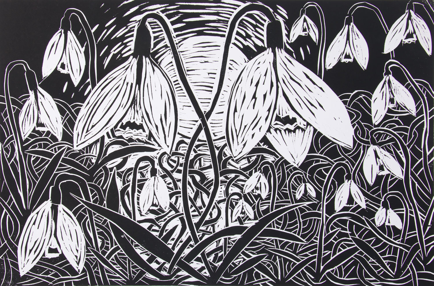 Snowdrops | PAUL BLOOMER