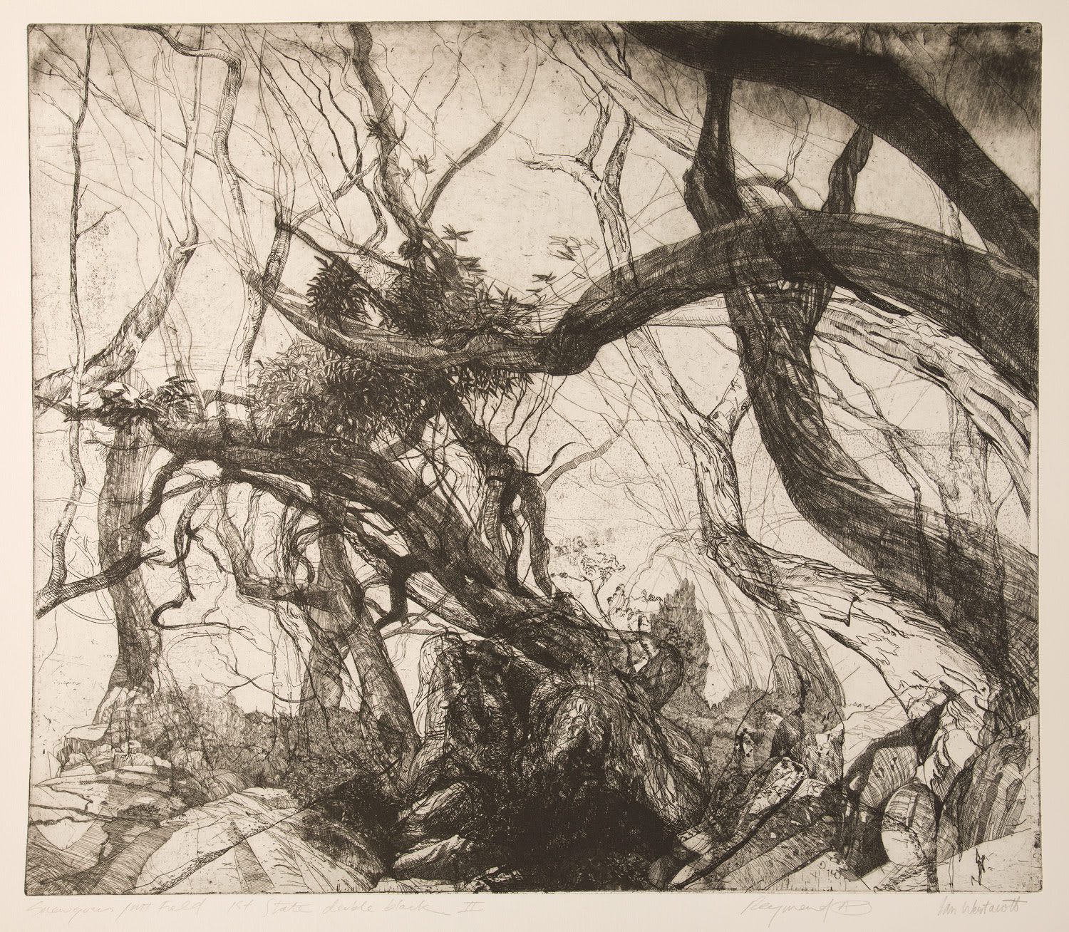 Ian Westacott, Snow Gums, Mount Field (Black)