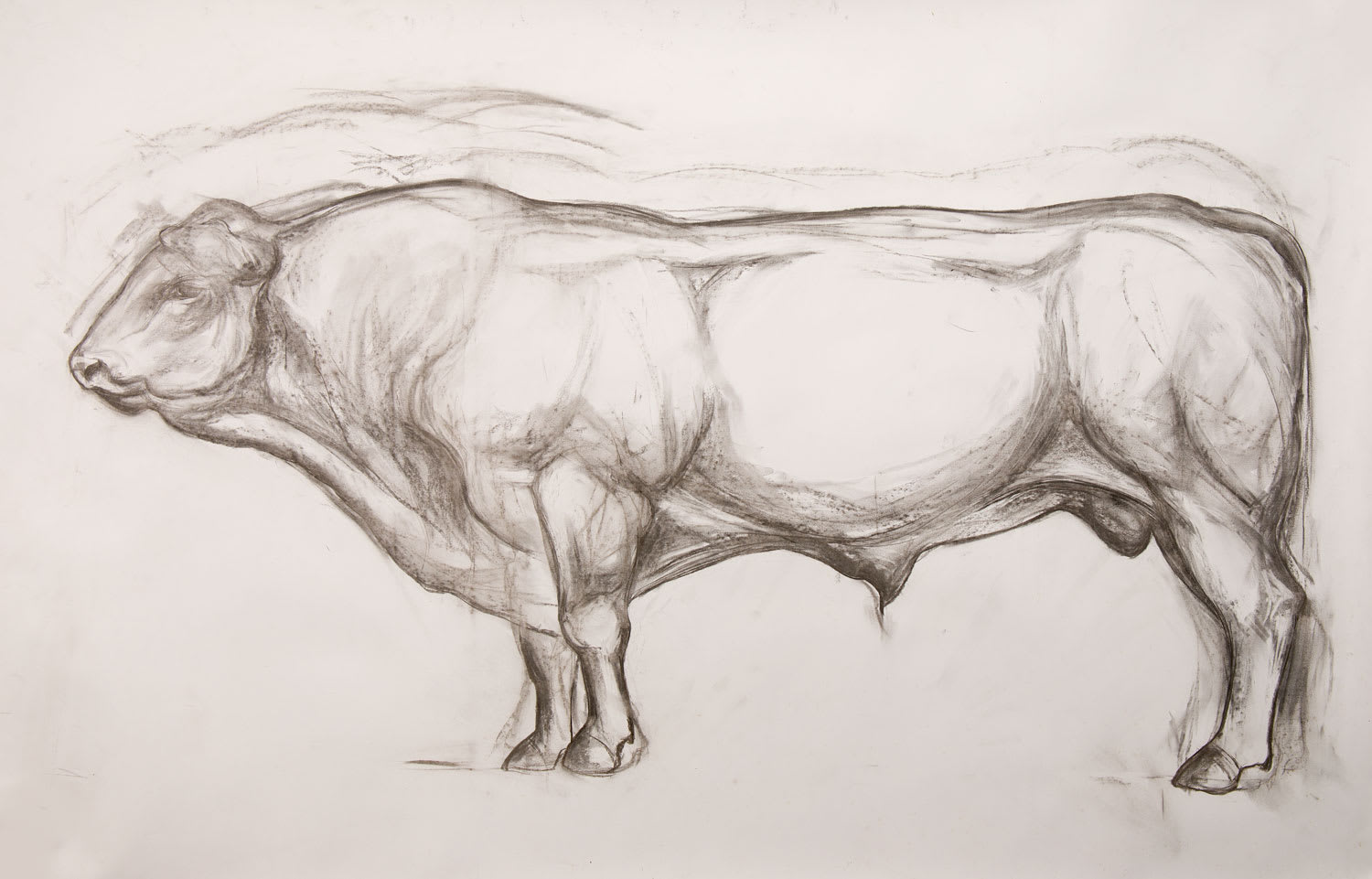 Helen Denerley, Bull drawing, 2019