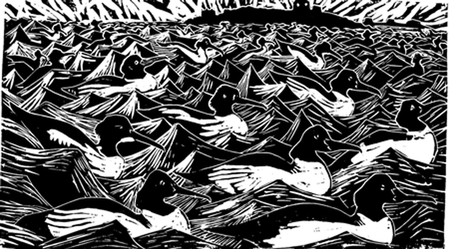 Paul Bloomer, A Fleet of Goosanders