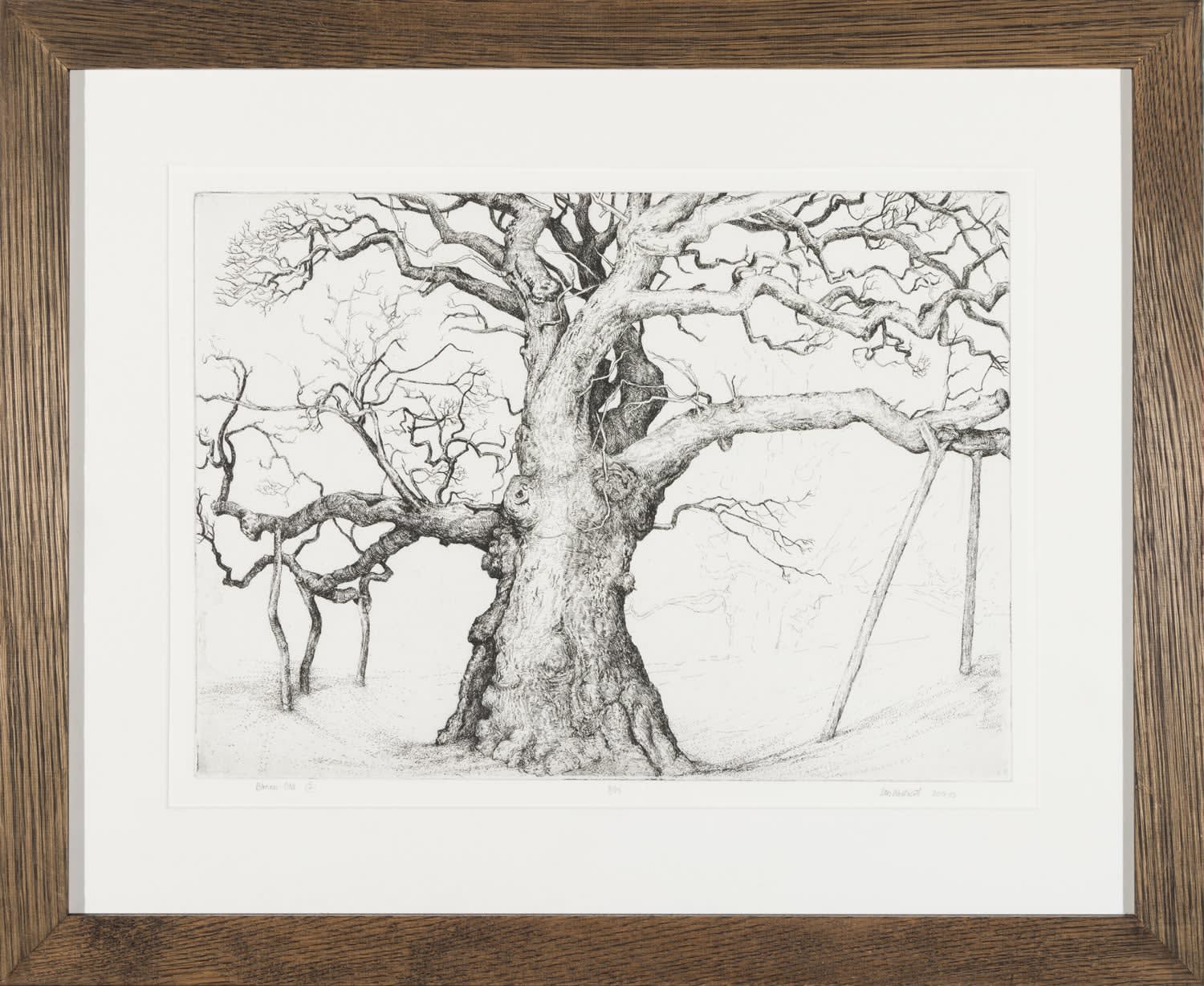 Ian Westacott, Birnam Oak 2, 2023