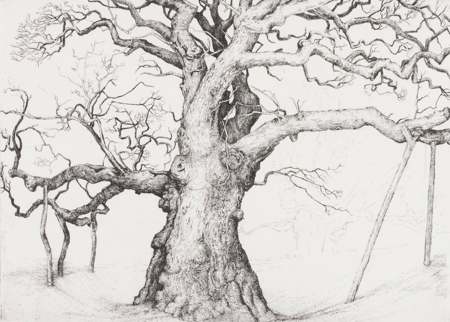 Ian Westacott, Birnam Oak 2, 2023