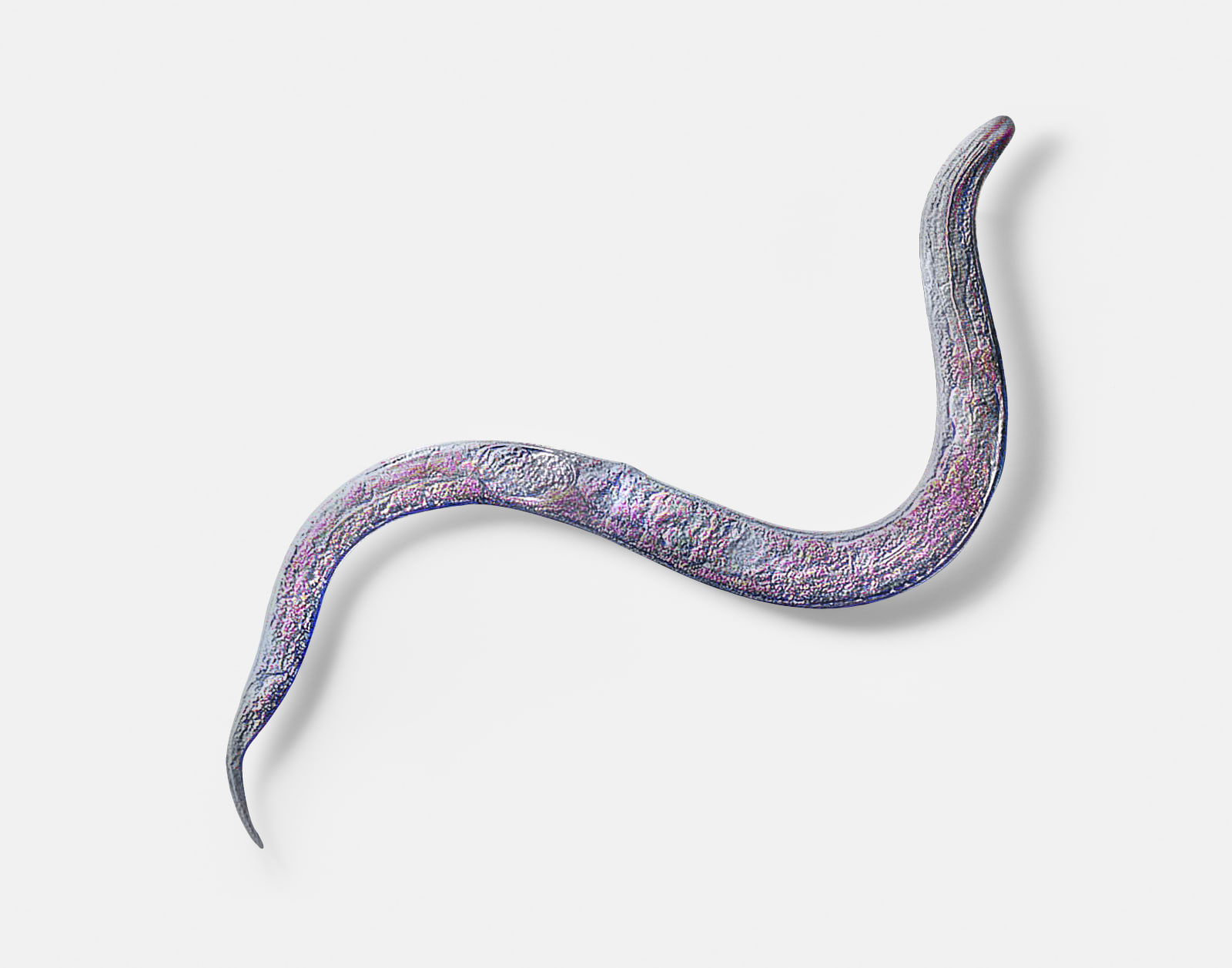 Katja Novitskova, Approximation (C. Elegans, long tail), 2017
