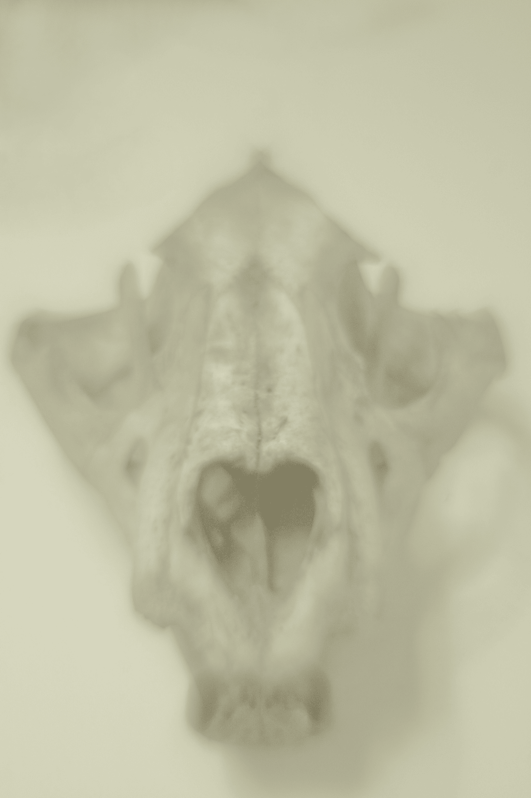 Daniel Malva, Panthera leo: cranium, 2013